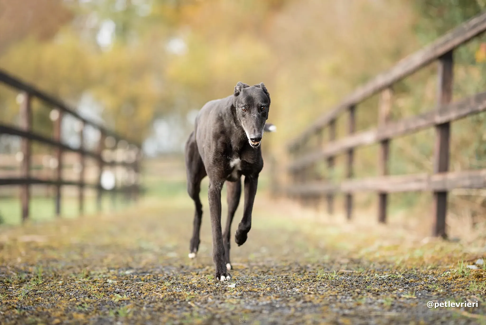 reuben adozione greyhound pet levrieri 02