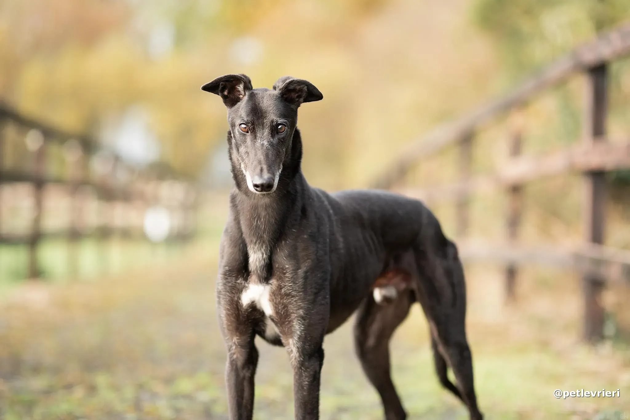 reuben adozione greyhound pet levrieri 03