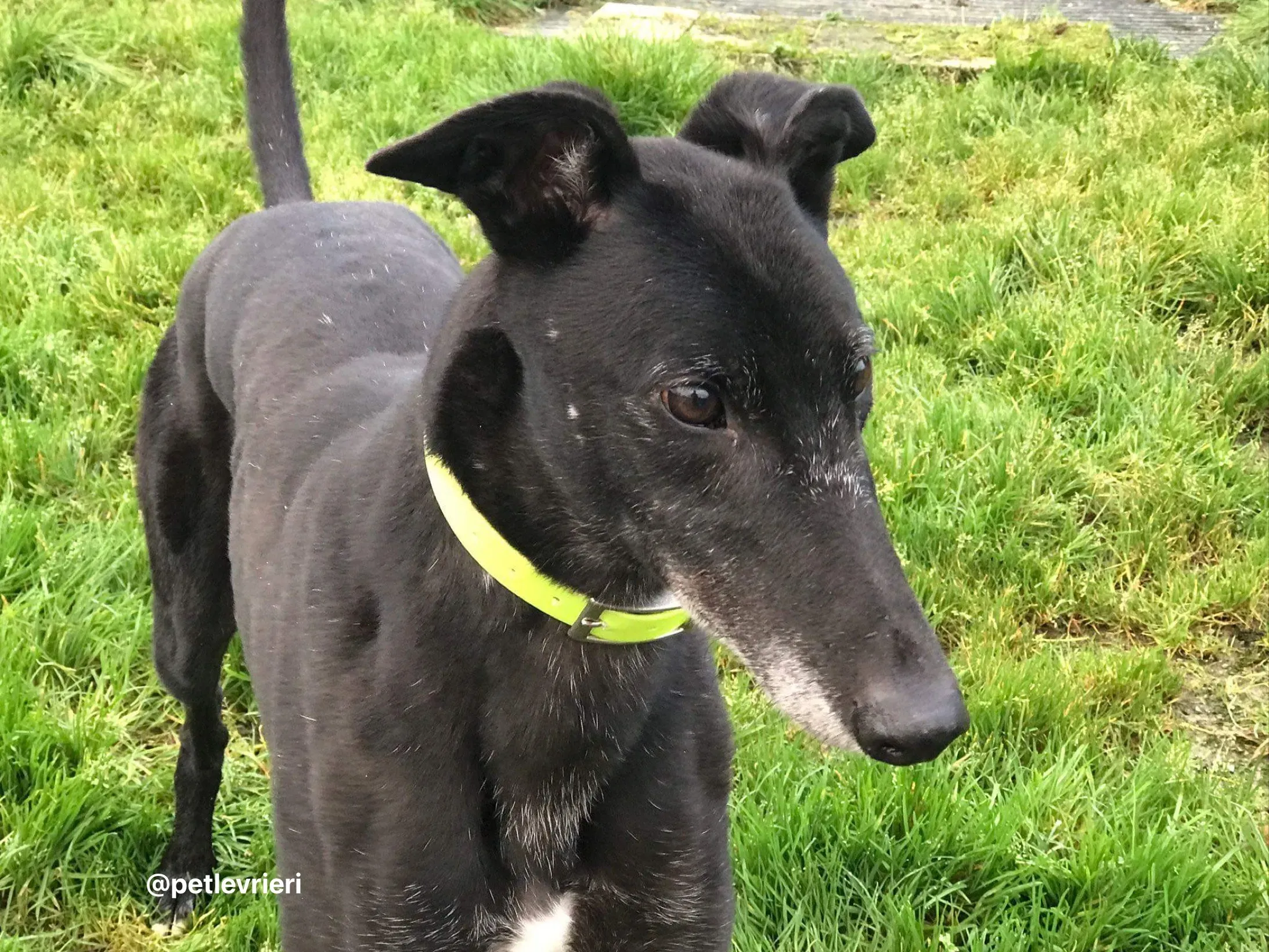 reuben adozione greyhound pet levrieri 1