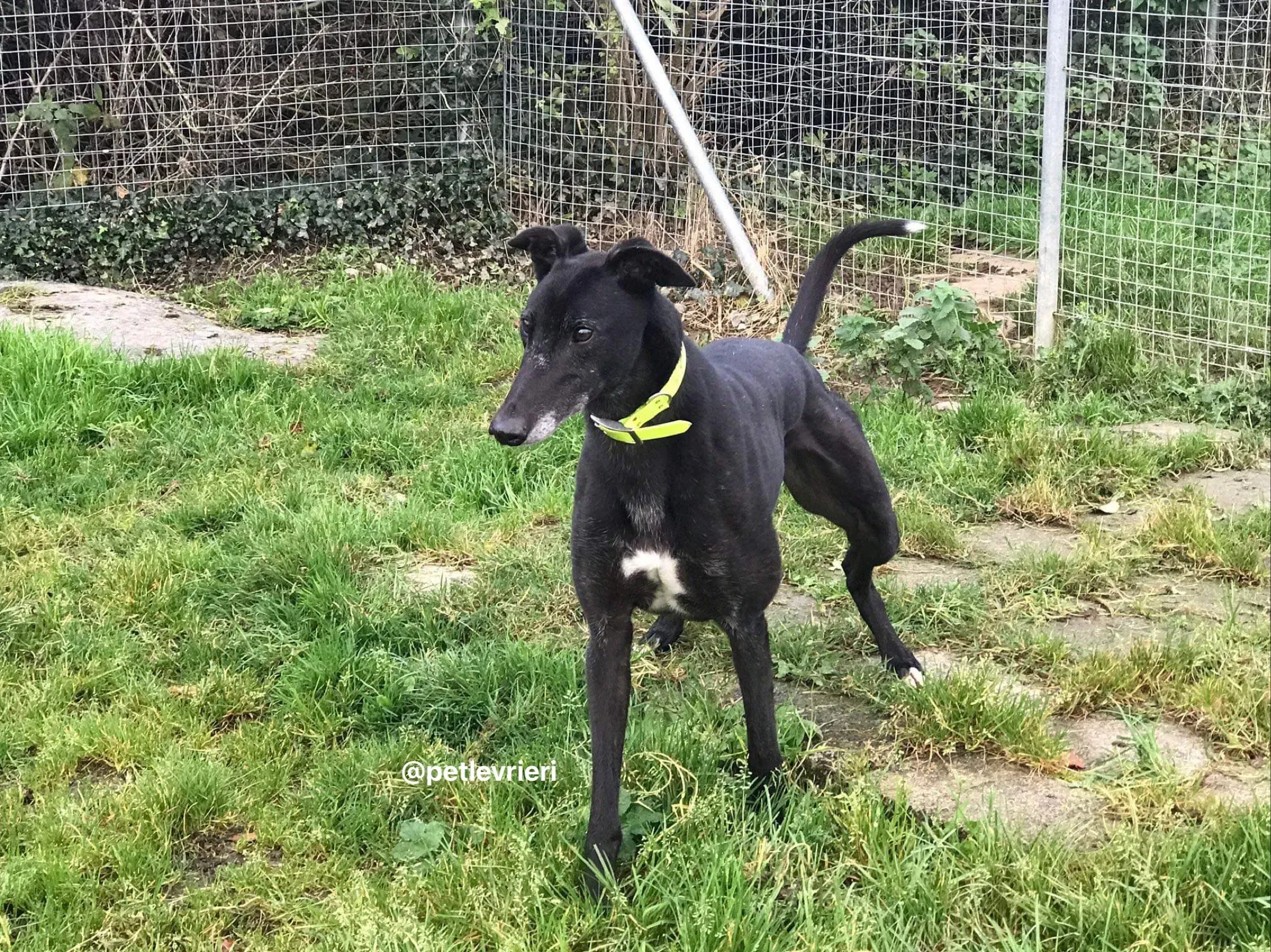 reuben adozione greyhound pet levrieri 2