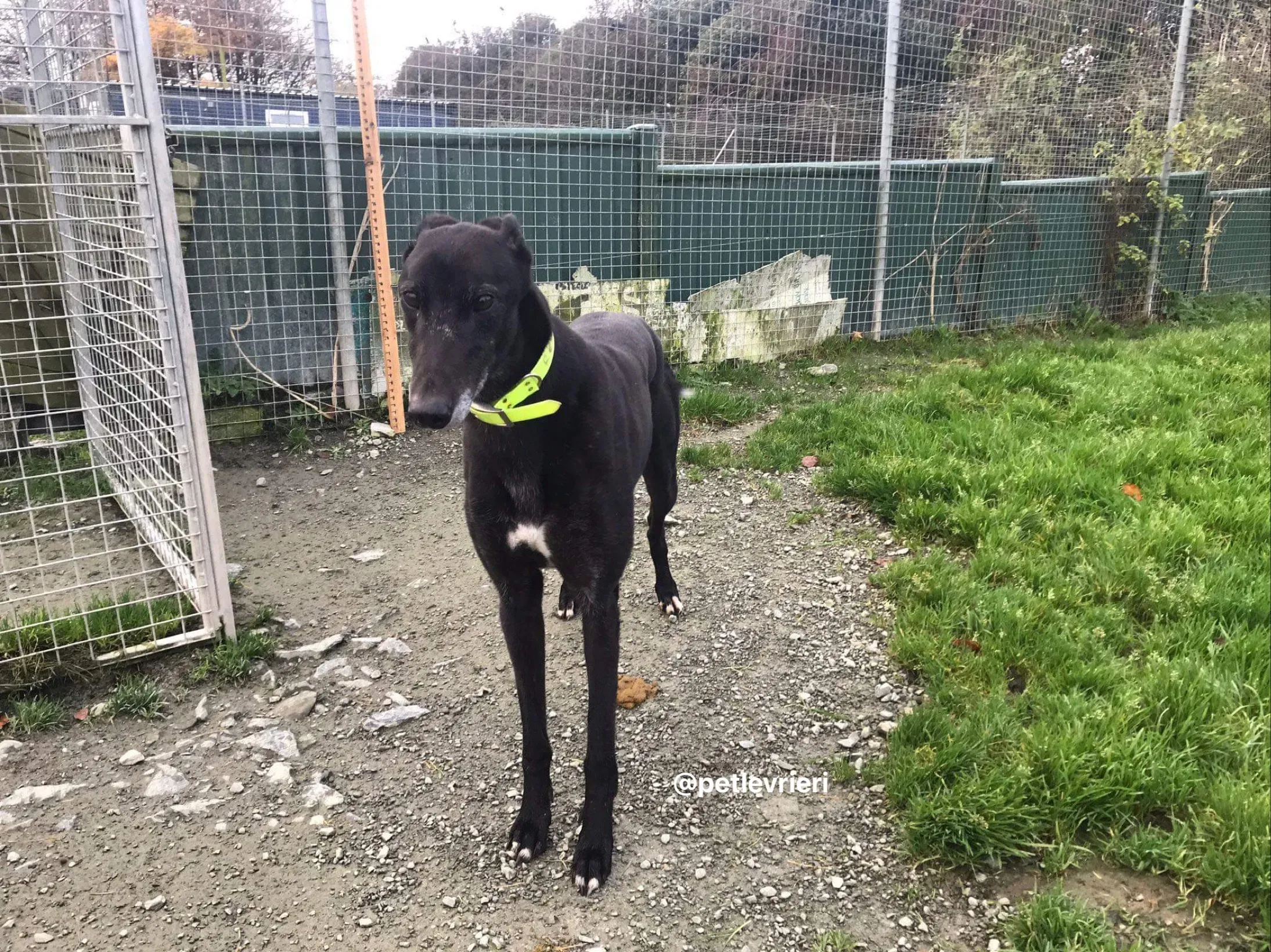 reuben adozione greyhound pet levrieri 3