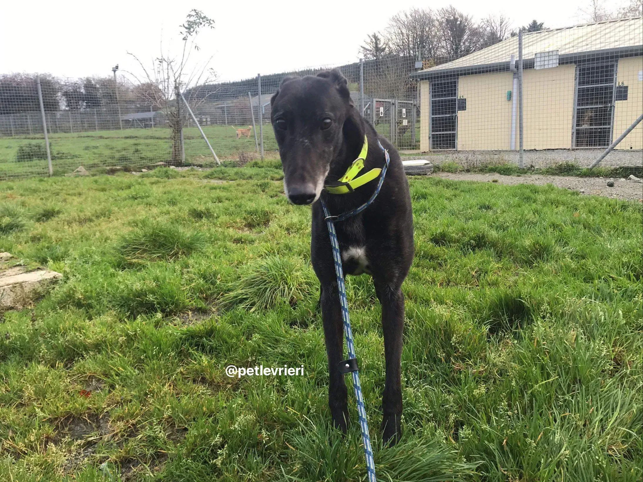 reuben adozione greyhound pet levrieri 4JPG