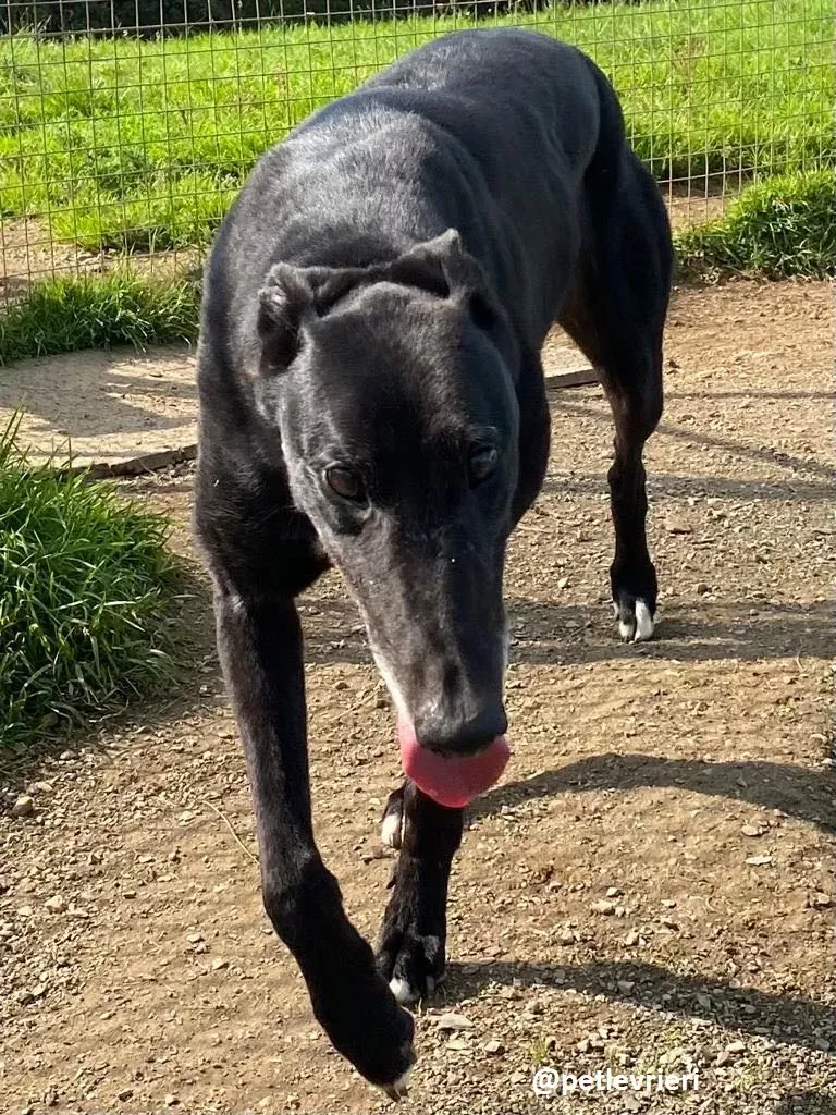 reuben adozione greyhound