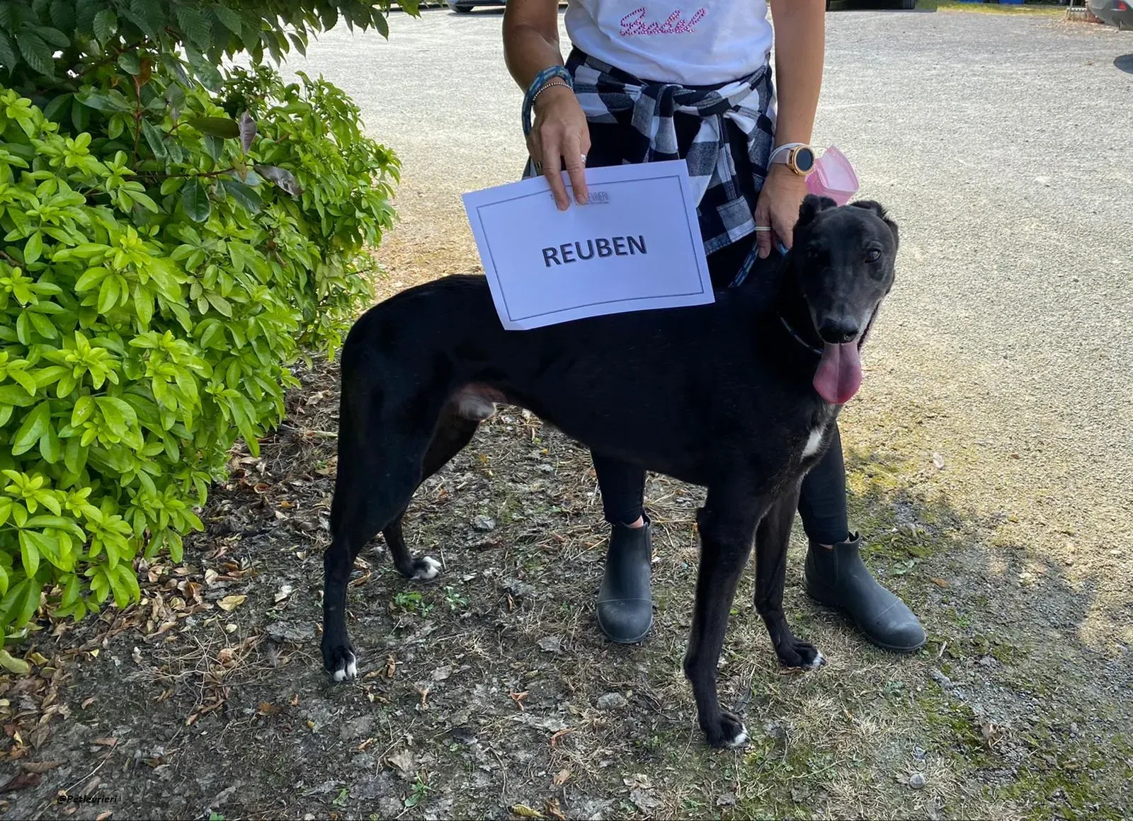 reuben greyhound adozionelevrieri 1