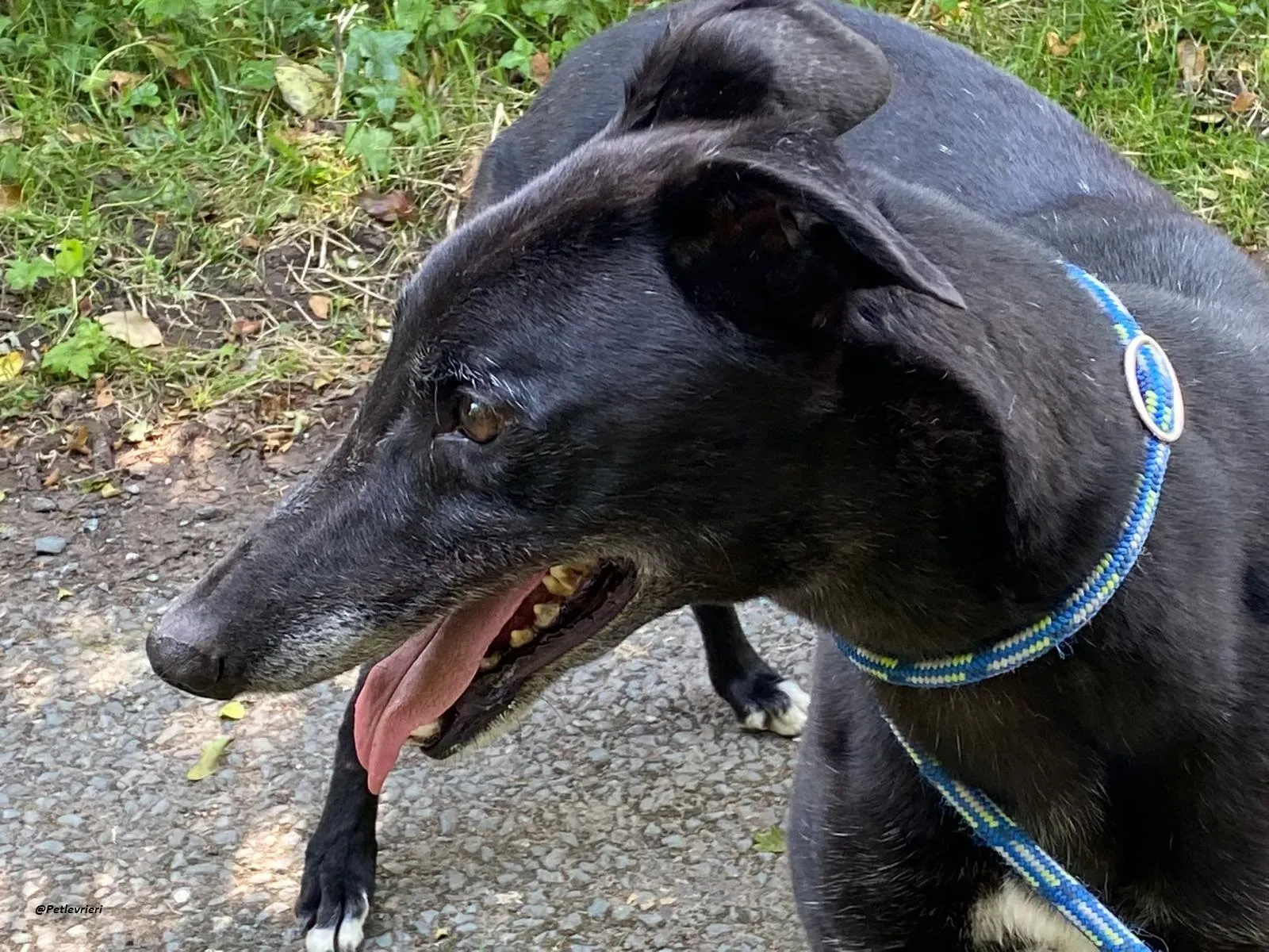 reuben greyhound adozionelevrieri 2