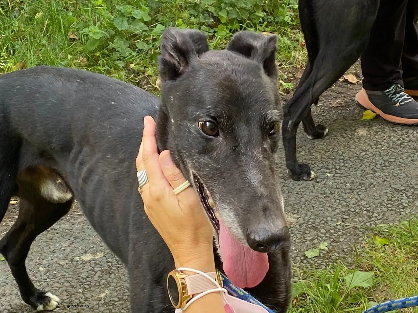 reuben greyhound adozionelevrieri 4