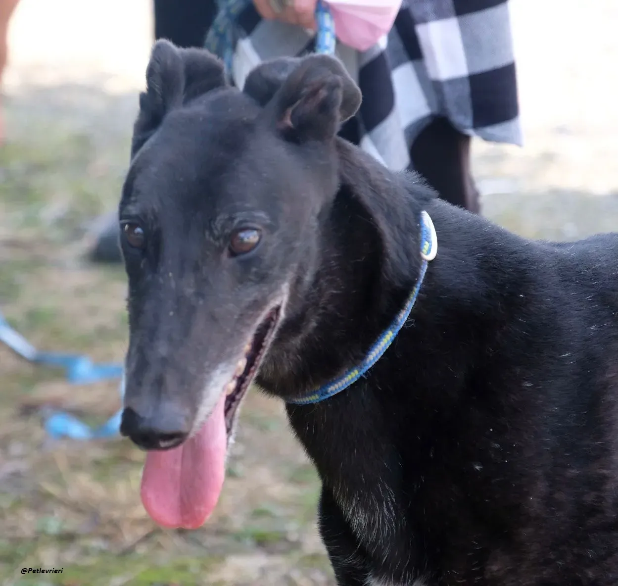 reuben greyhound adozionelevrieri 6