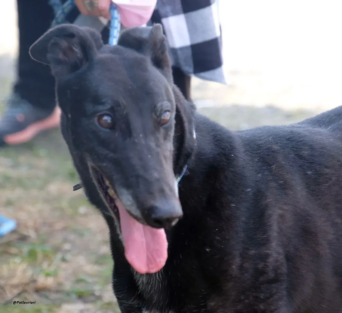 reuben greyhound adozionelevrieri 7