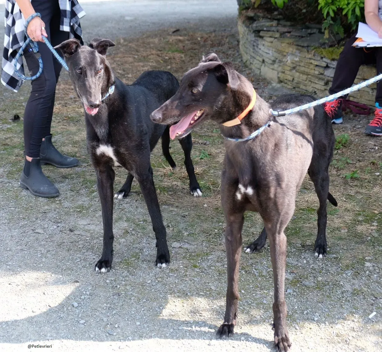 reuben ricky greyhound adozionelevrieri 9