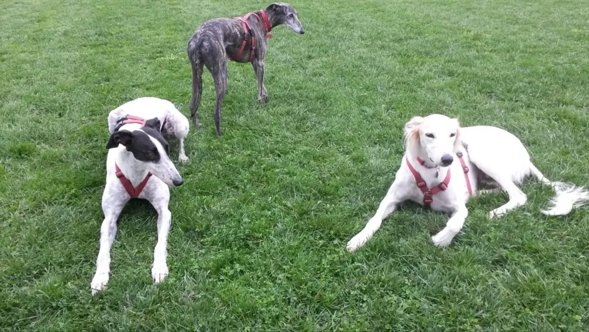 rhona galgo sul ponte 4