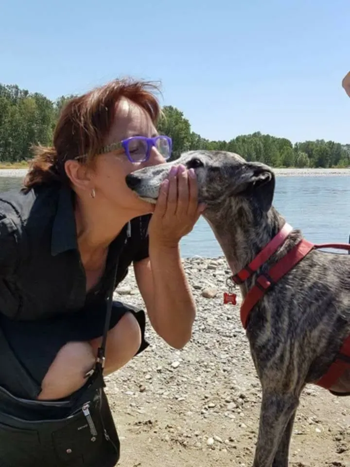 rhona galgo sul ponte 7 pet levrieri
