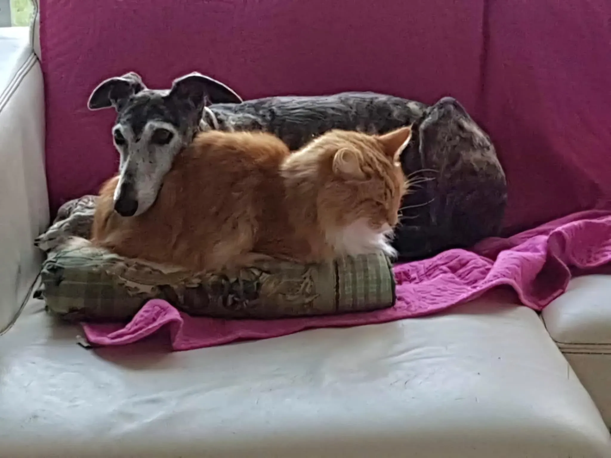 rhona galgo sul  ponte 8 pet levrieri