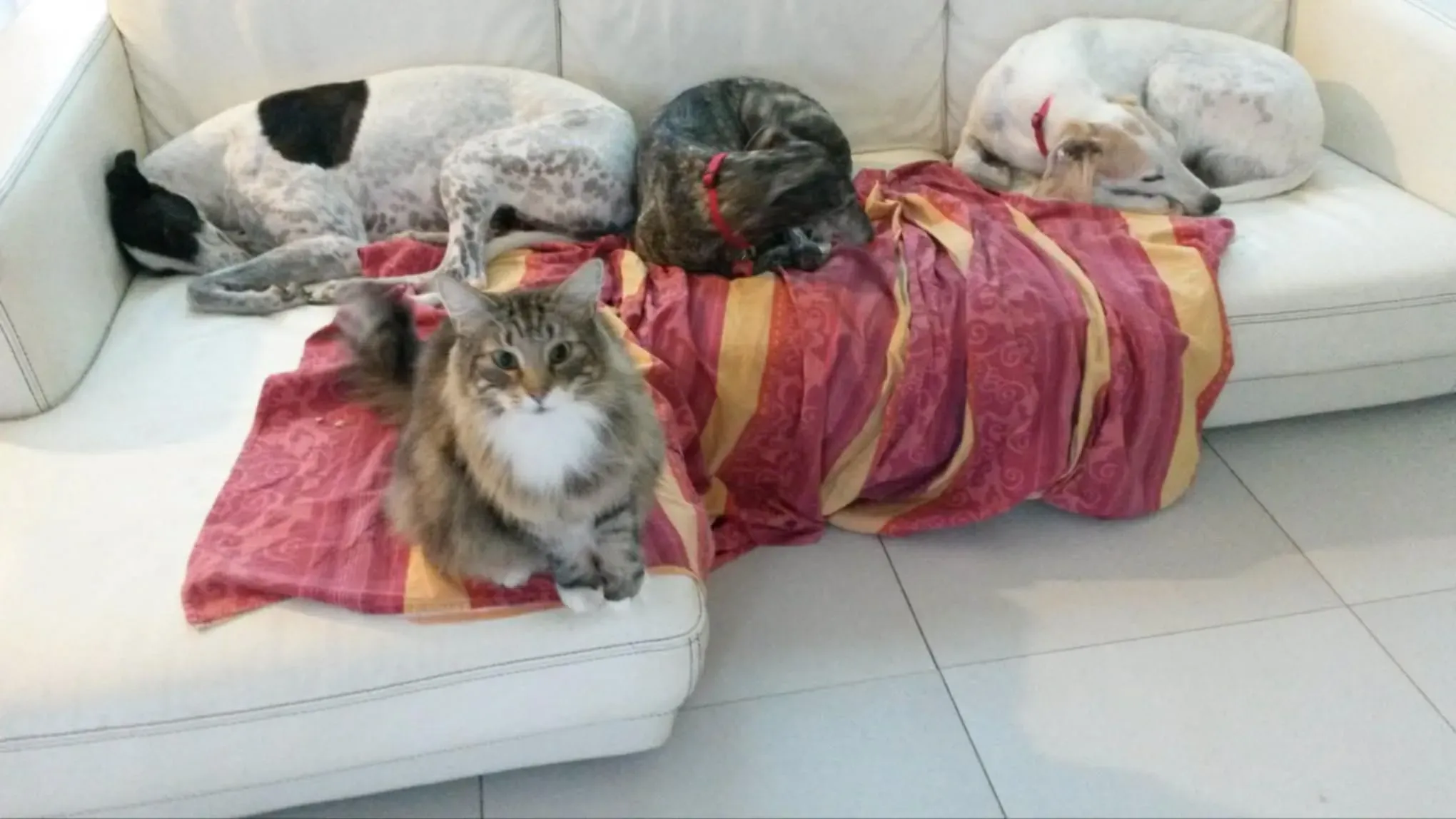 rhona galgo sul ponte 10 pet levrieri