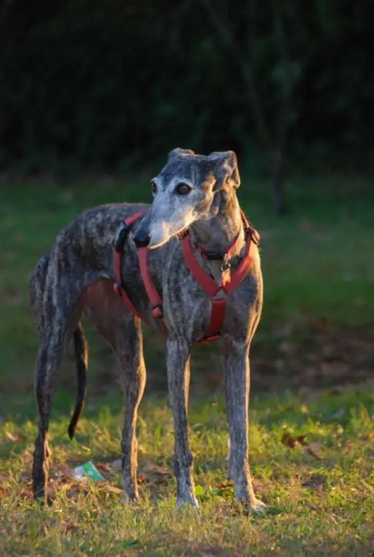 rhona galgo sul ponte 12 pet levrieri