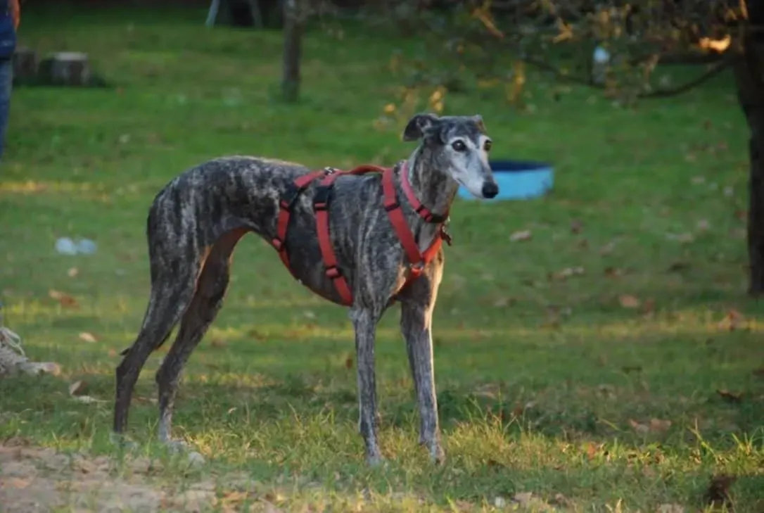 rhona galgo sul ponte 13 pet levrieri