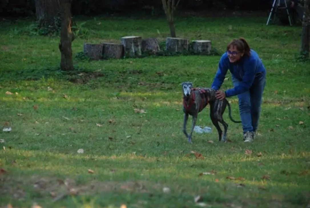 rhona galgo sul ponte 14 pet levrieri
