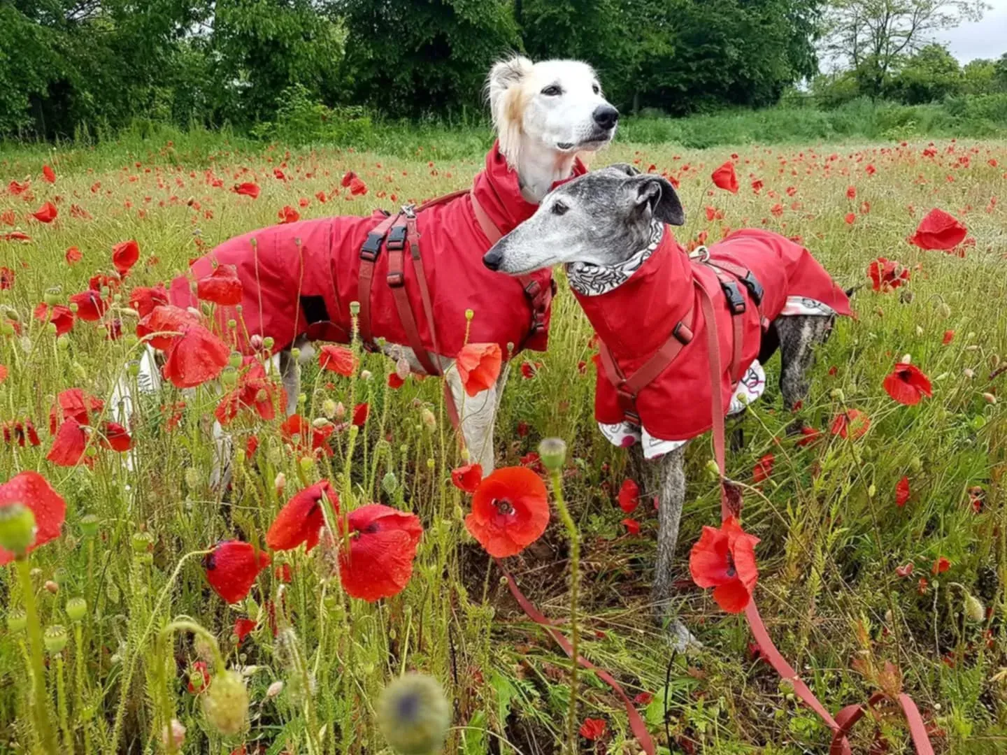 rhona galgo sul ponte 2 pet levrieri