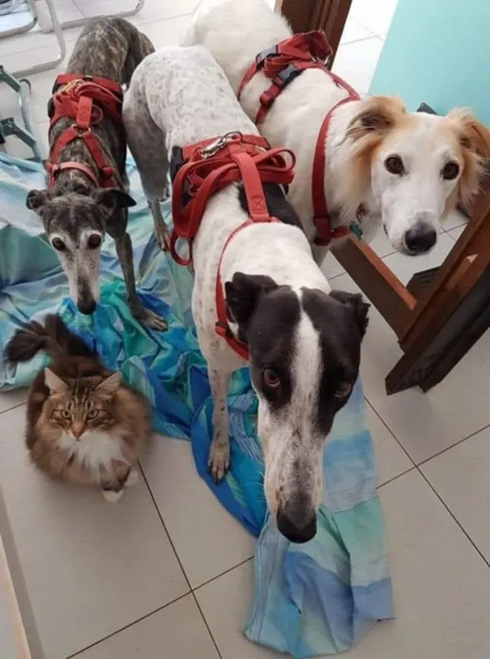 rhona galgo sul ponte 5 pet levrieri