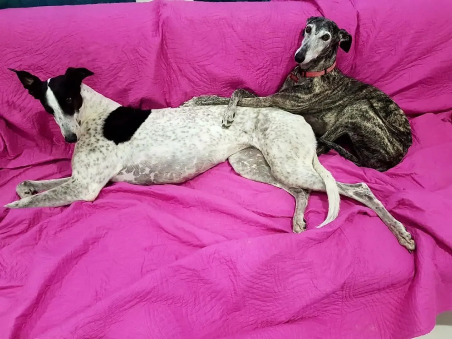 rhona galgo sul ponte 6 pet levrieri