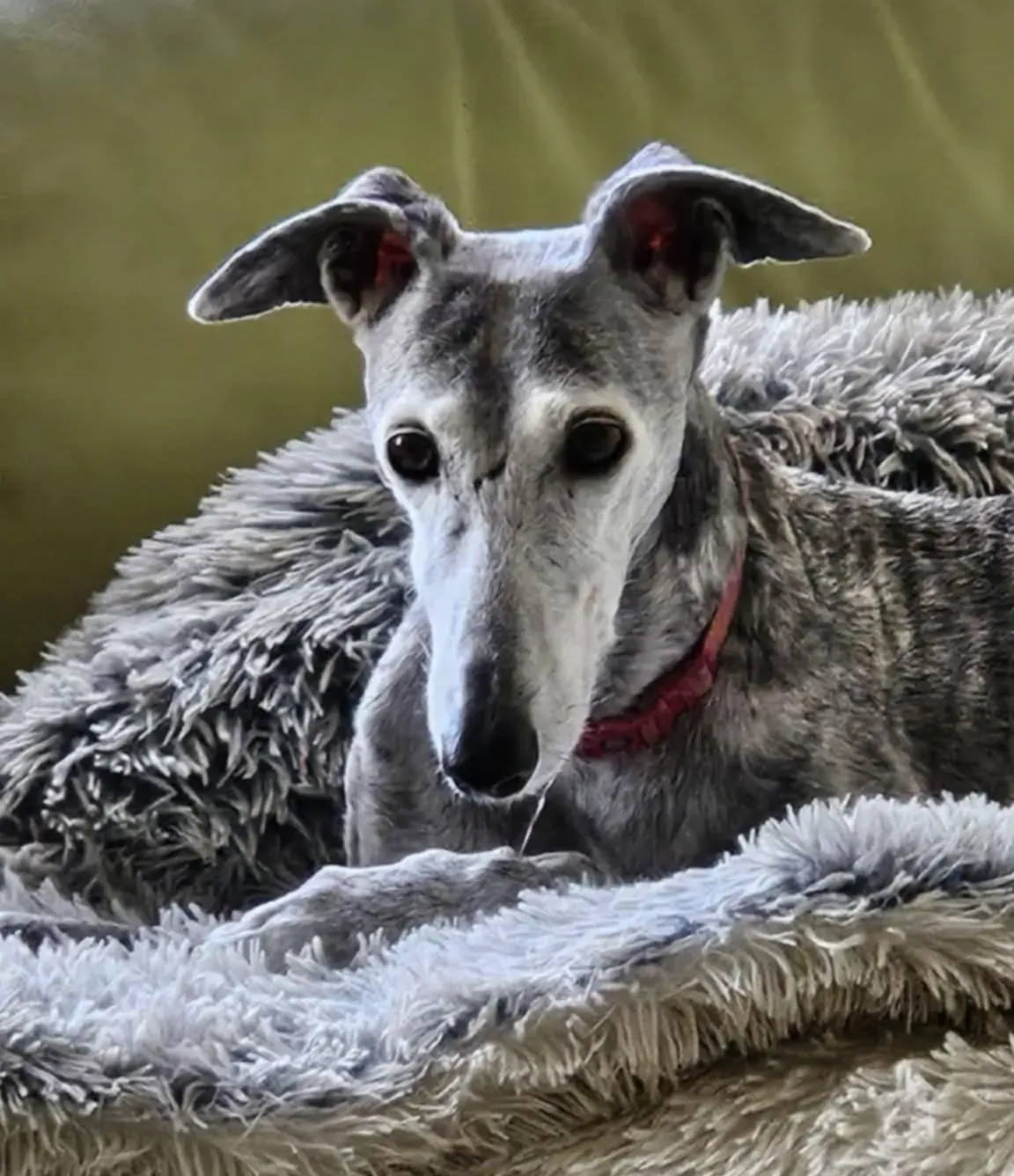 rhona sul ponte 9 pet levrieri