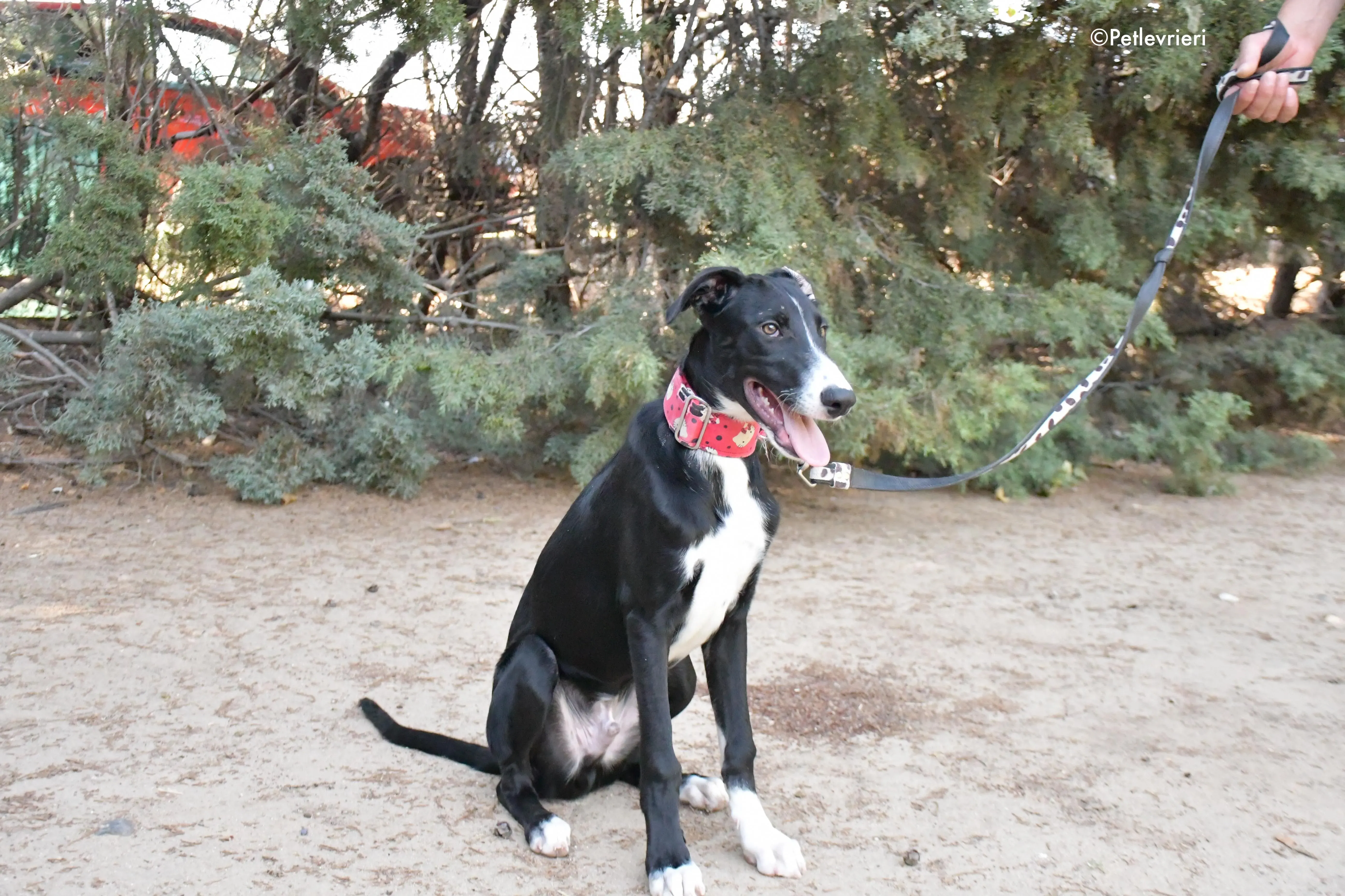 ricky adozione levrieri galgo 1