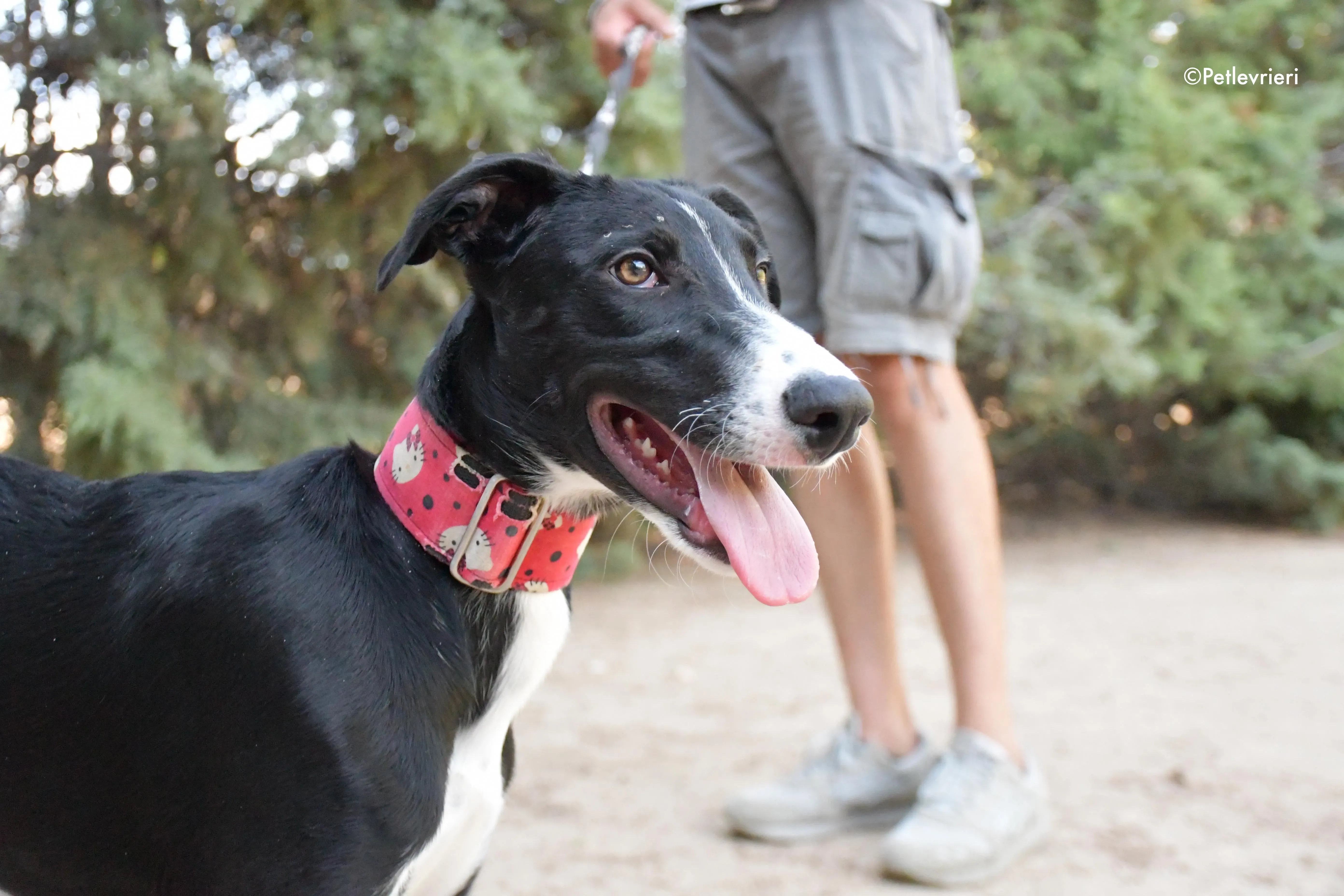 ricky adozione levrieri galgo 10