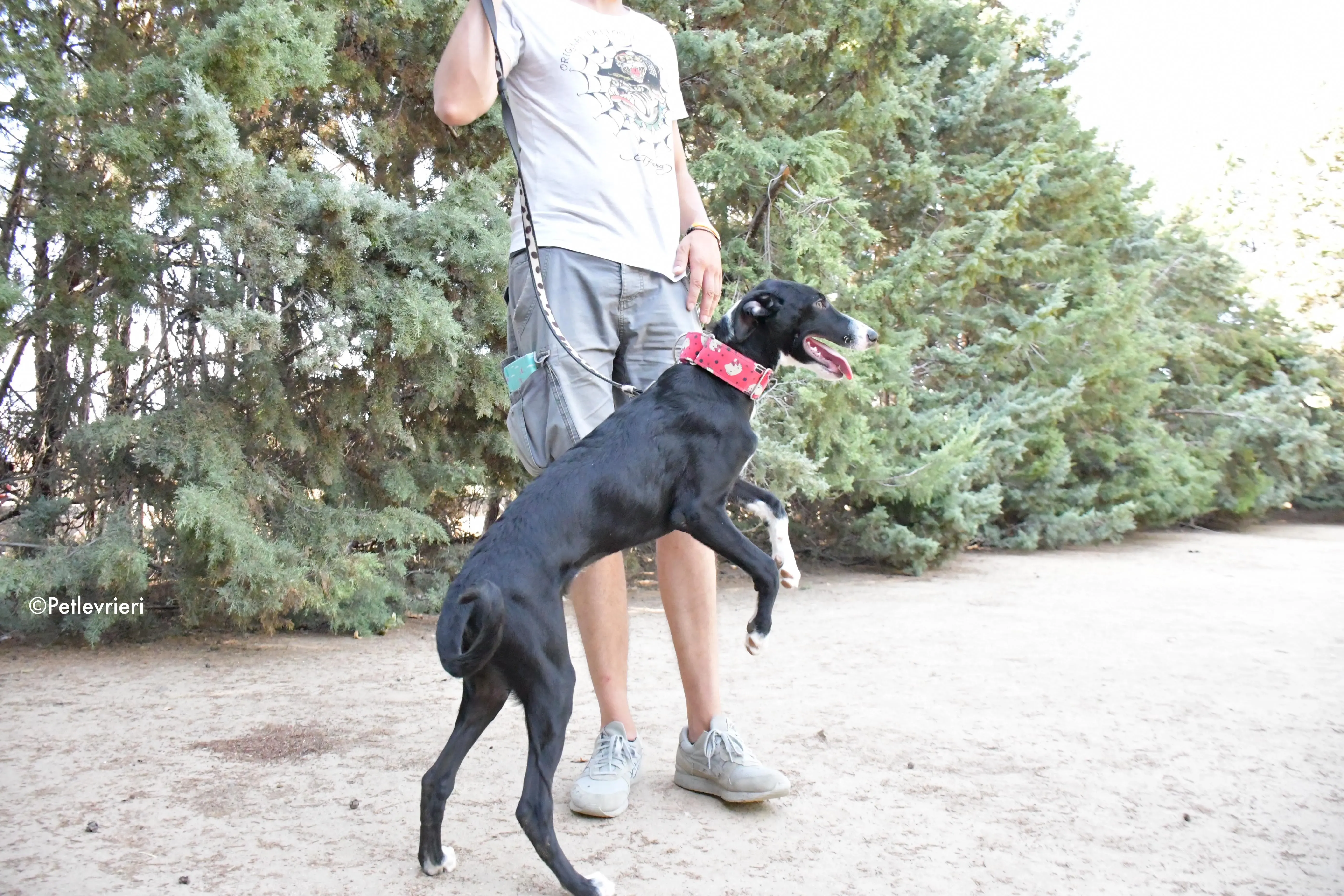 ricky adozione levrieri galgo 11