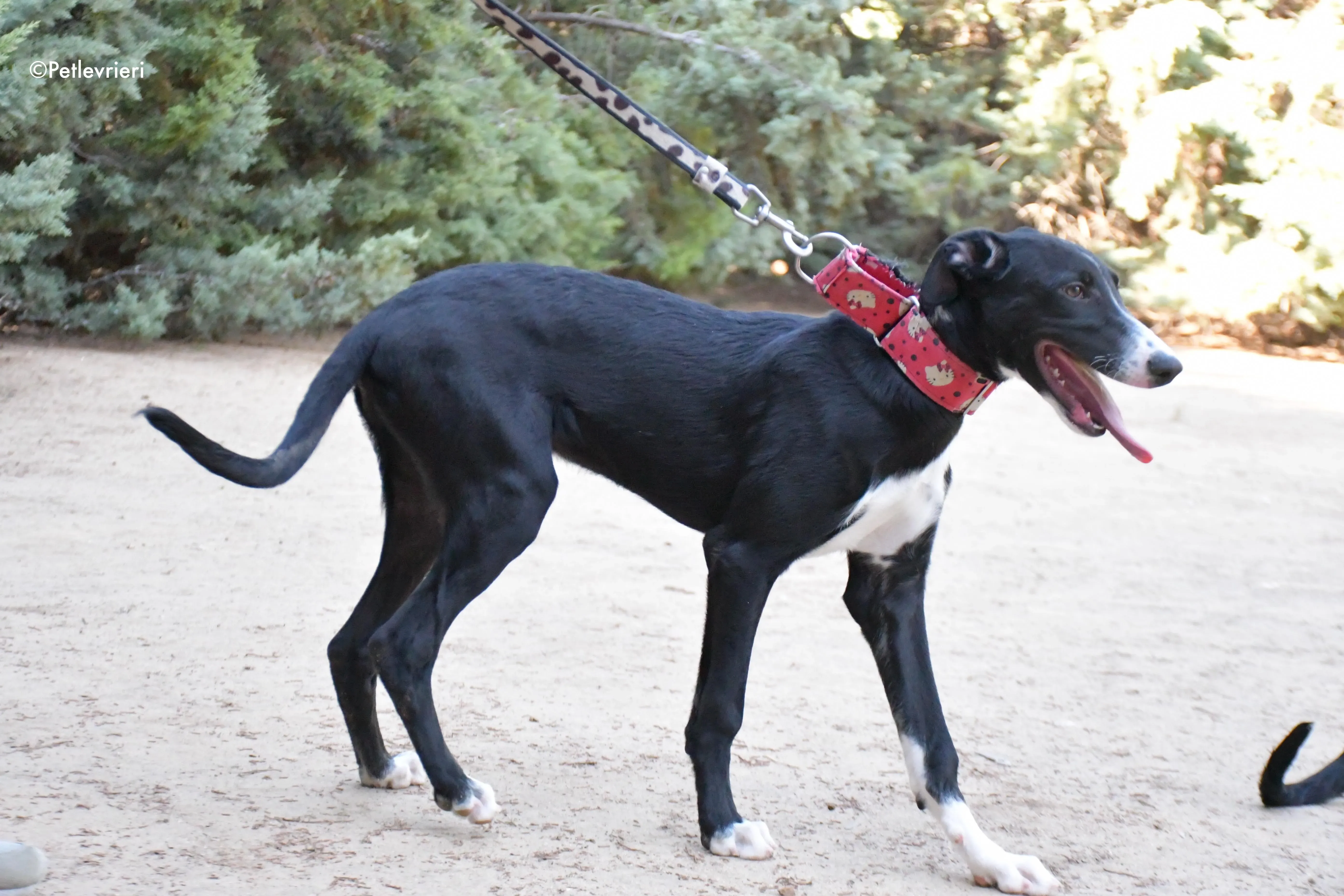 ricky adozione levrieri galgo 12