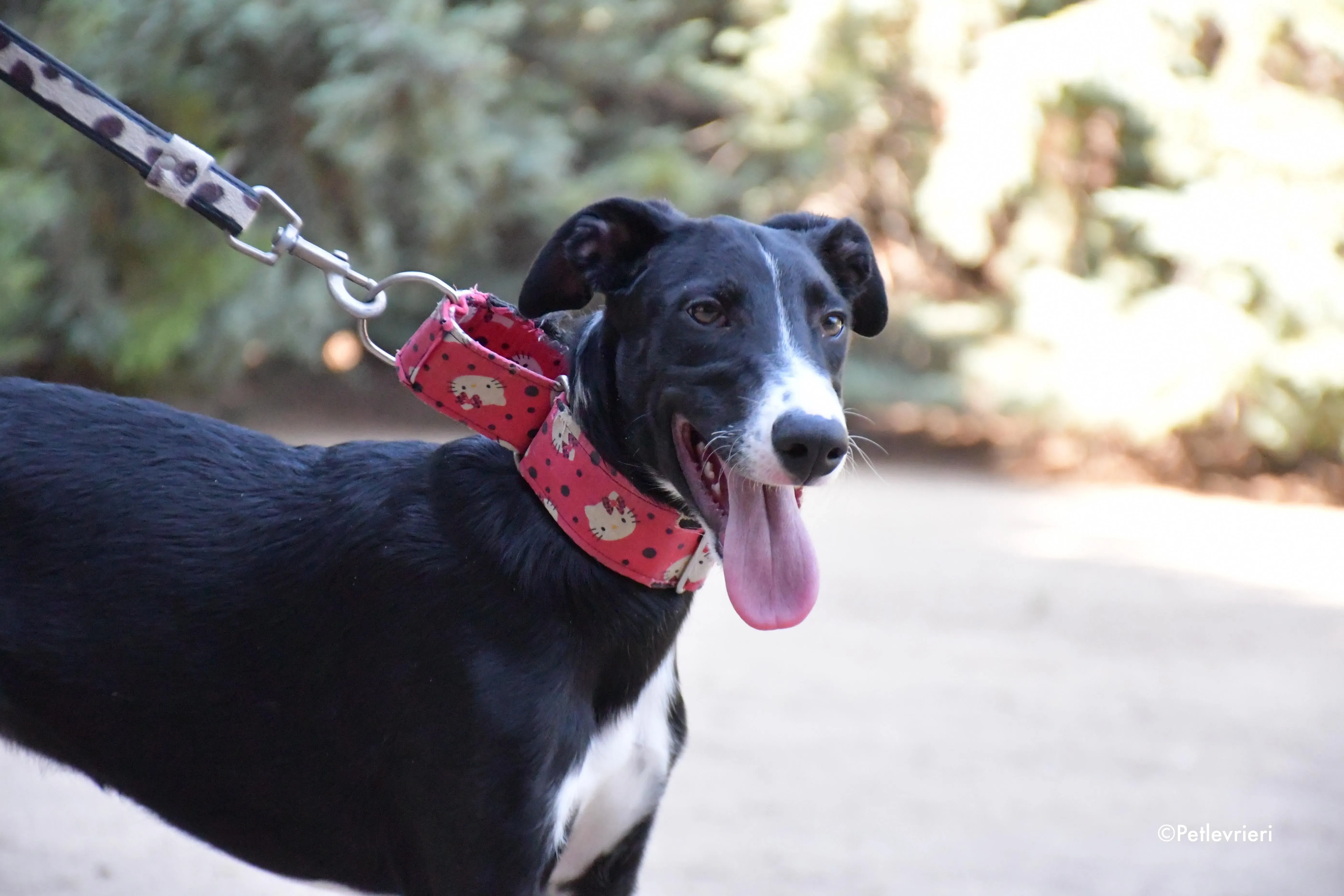 ricky adozione levrieri galgo 13