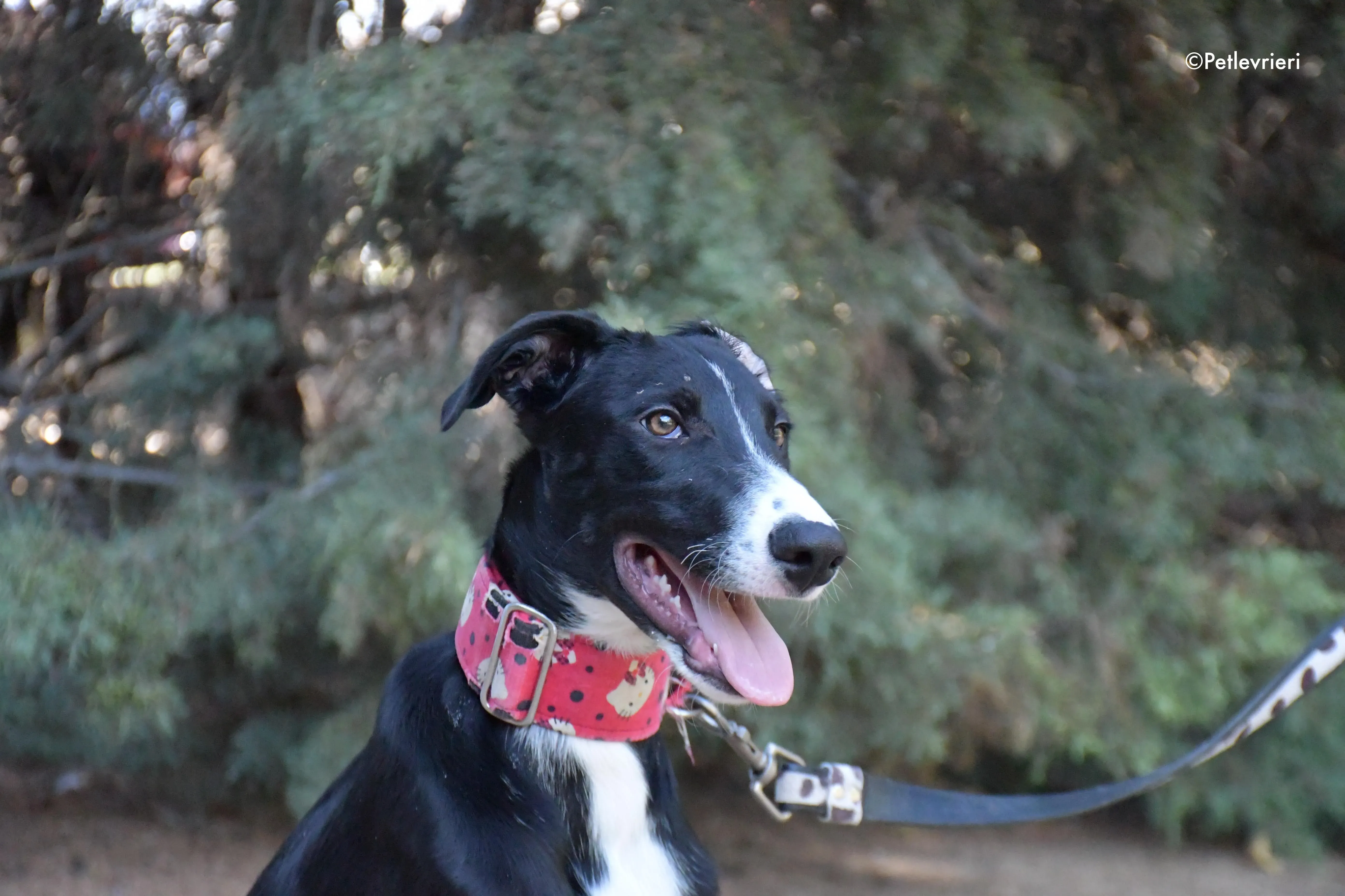 ricky adozione levrieri galgo 2