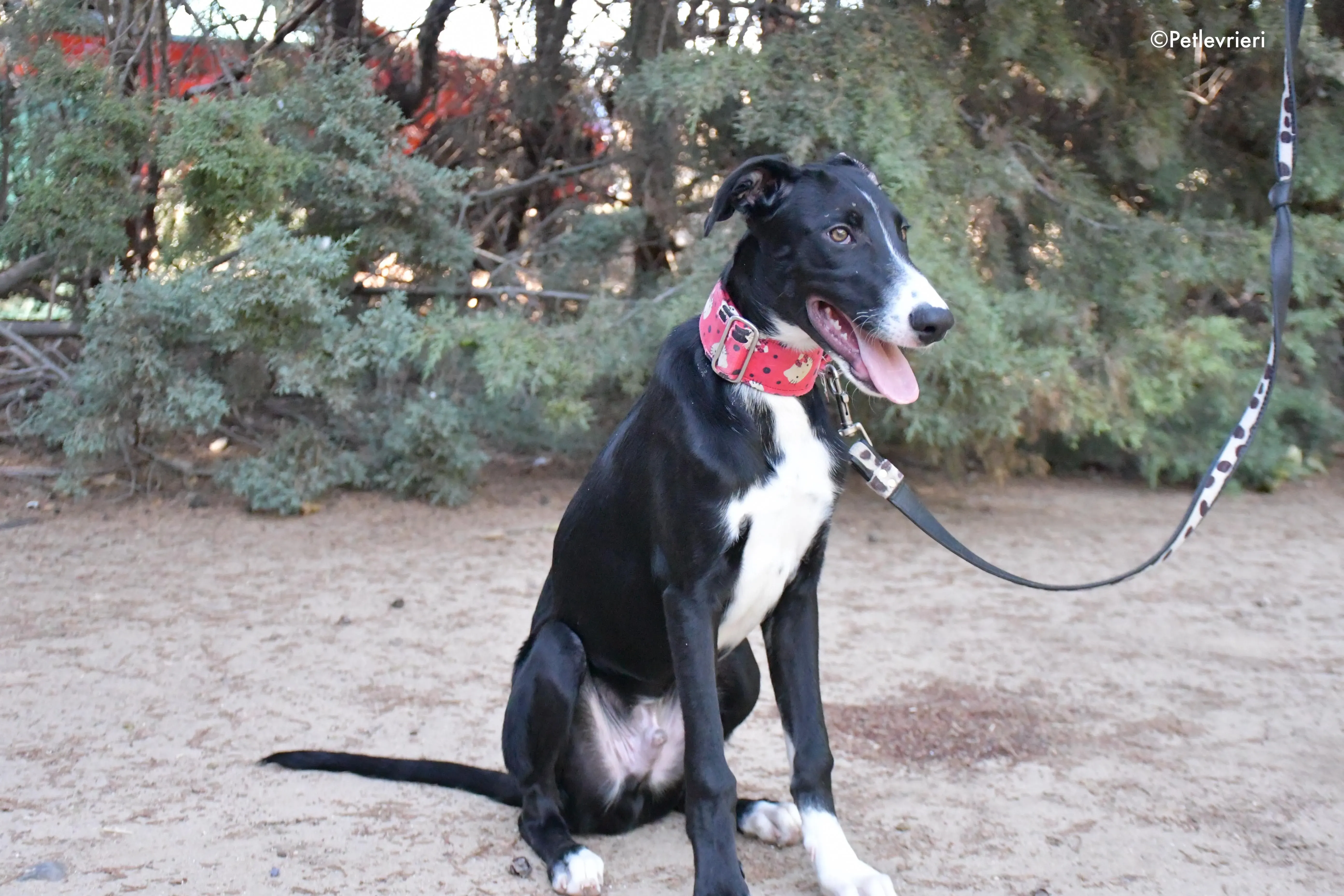 ricky adozione levrieri galgo 3