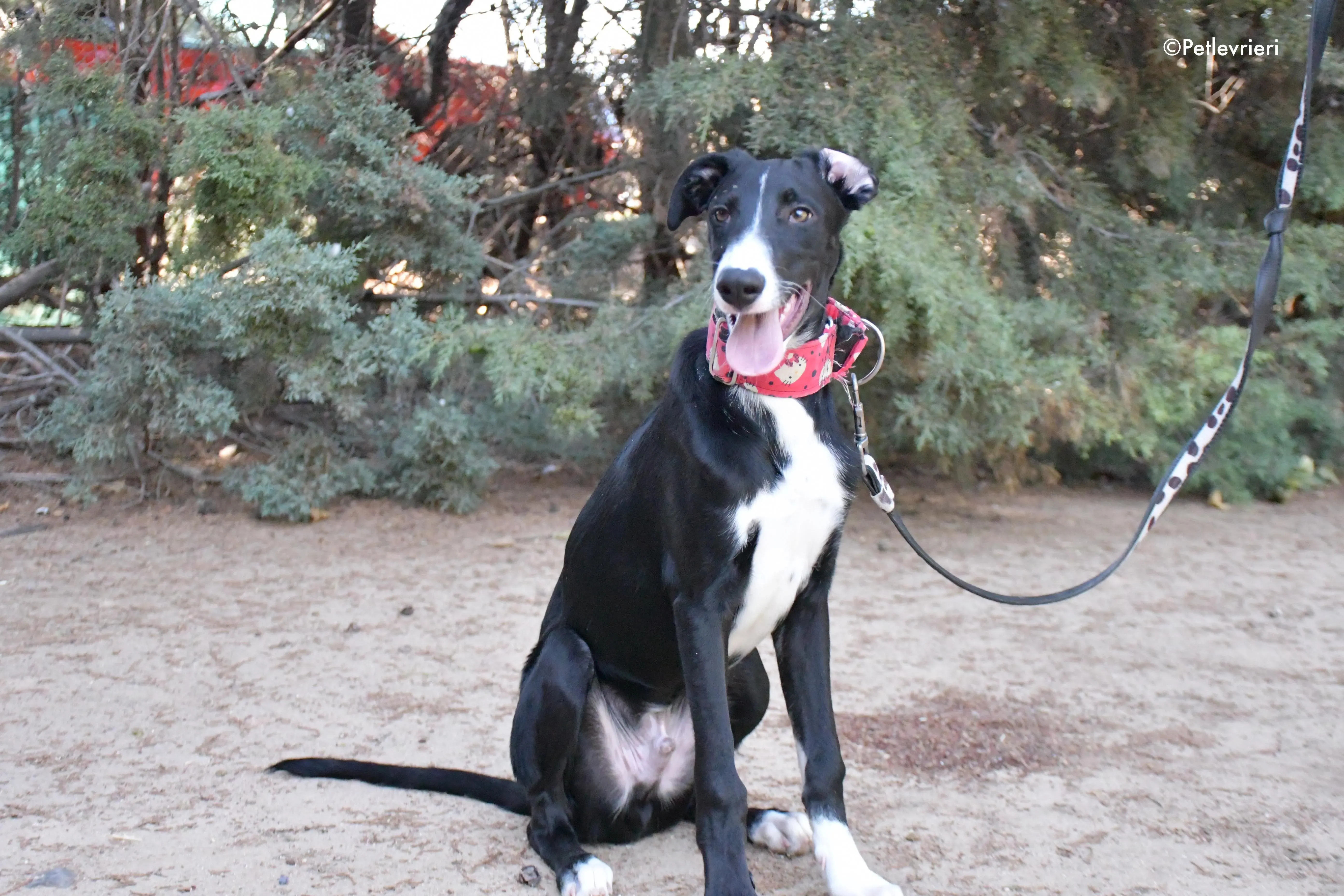 ricky adozione levrieri galgo 4