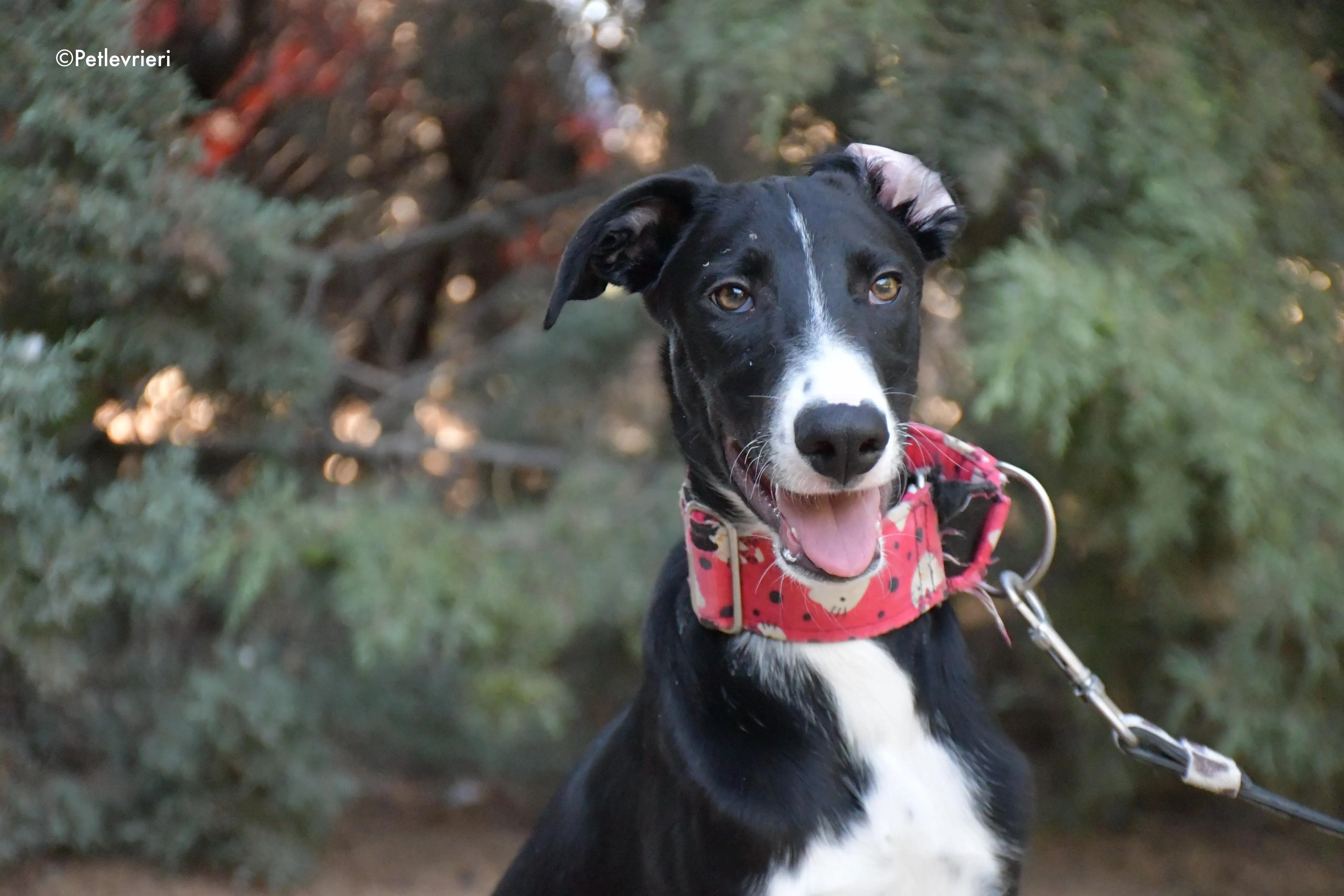 ricky adozione levrieri galgo 5