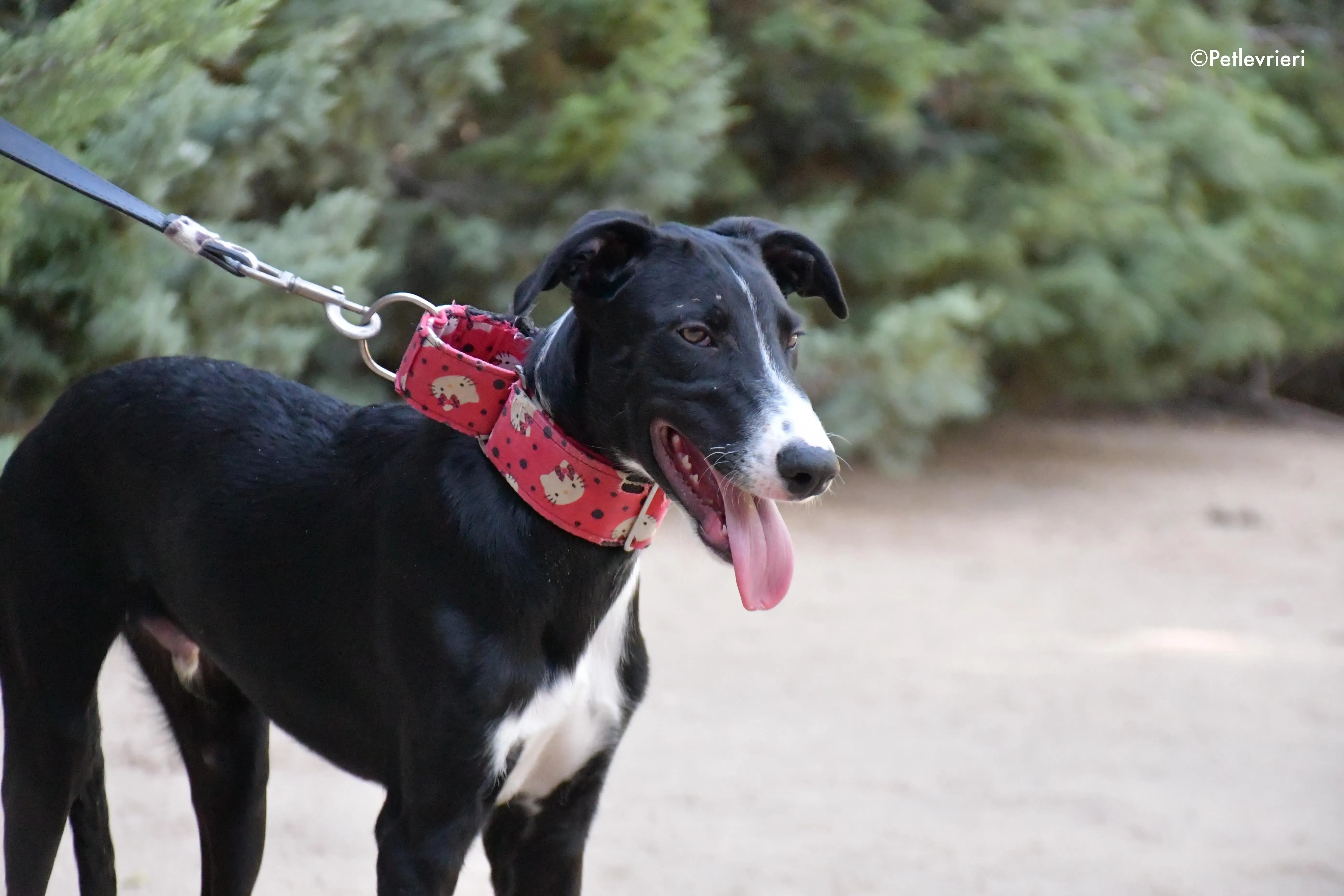 ricky adozione levrieri galgo 7