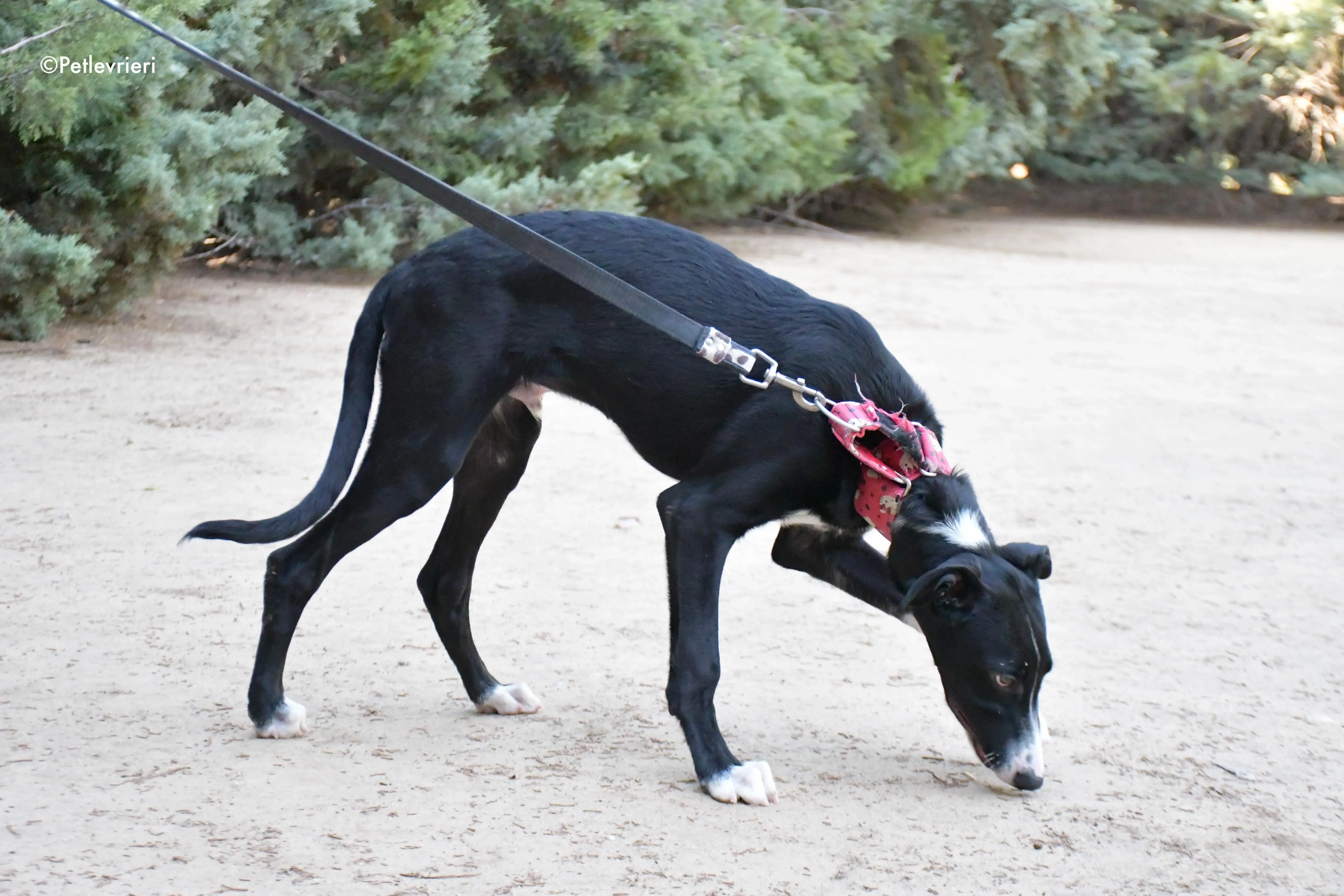 ricky adozione levrieri galgo 8