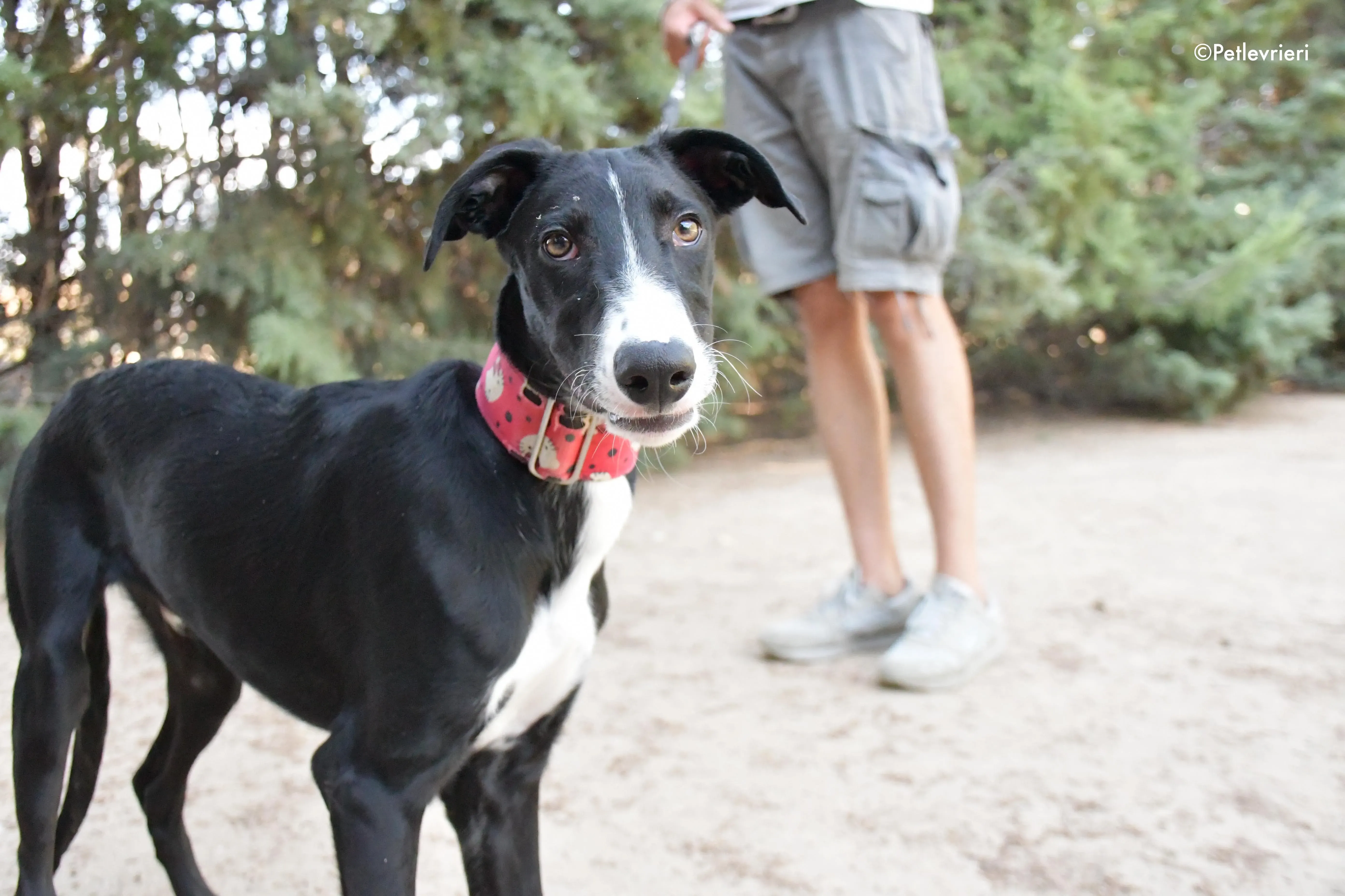 ricky adozione levrieri galgo 9