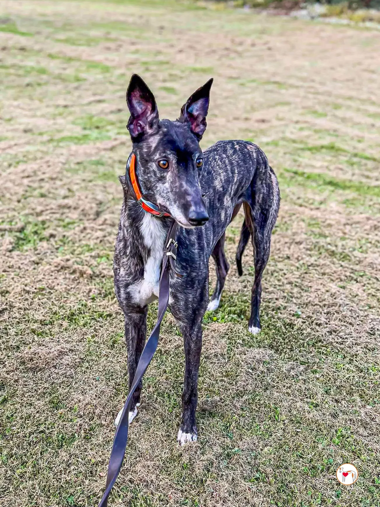 ricky grey adozione 01