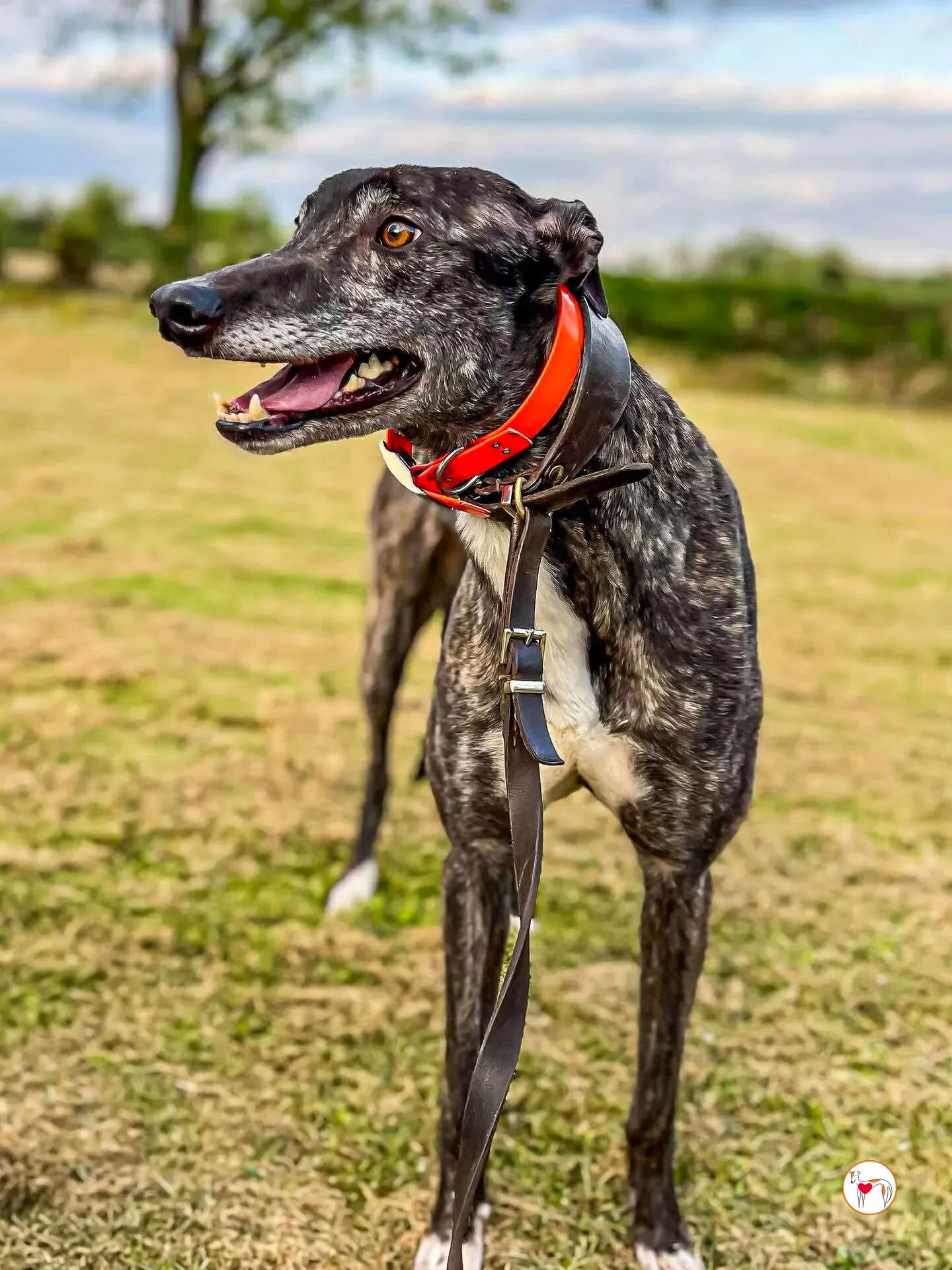 ricky grey adozione 02