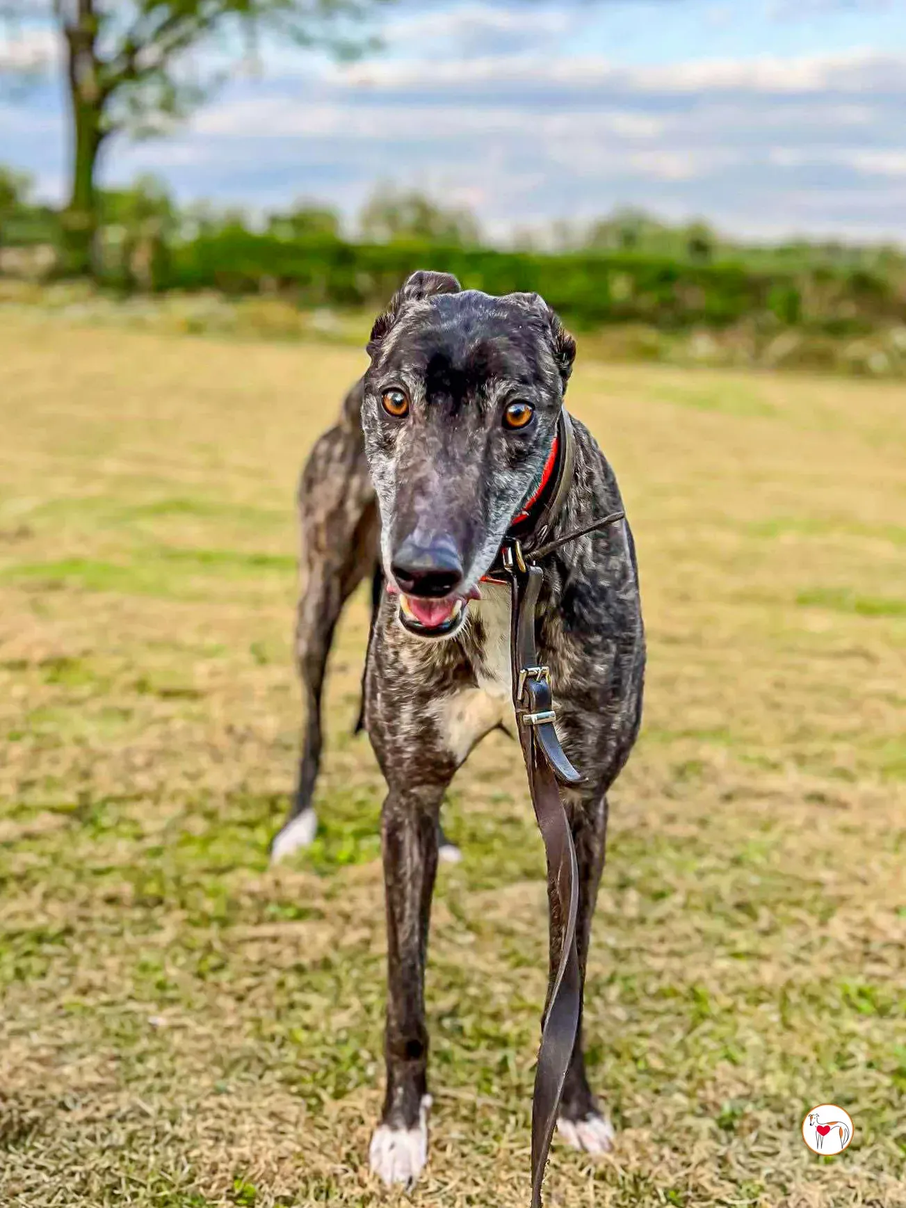 ricky grey adozione 03