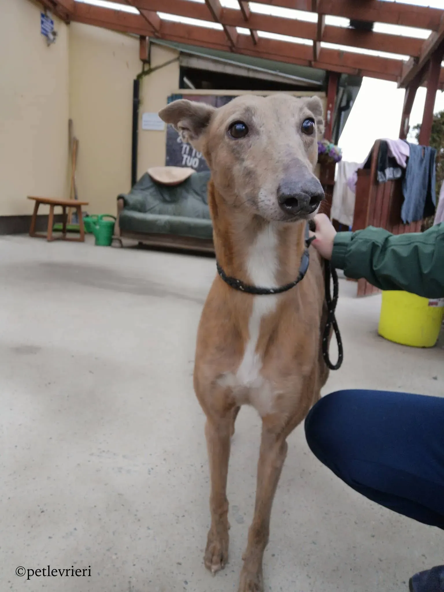 rico adozione levrieri greyhound 1 1