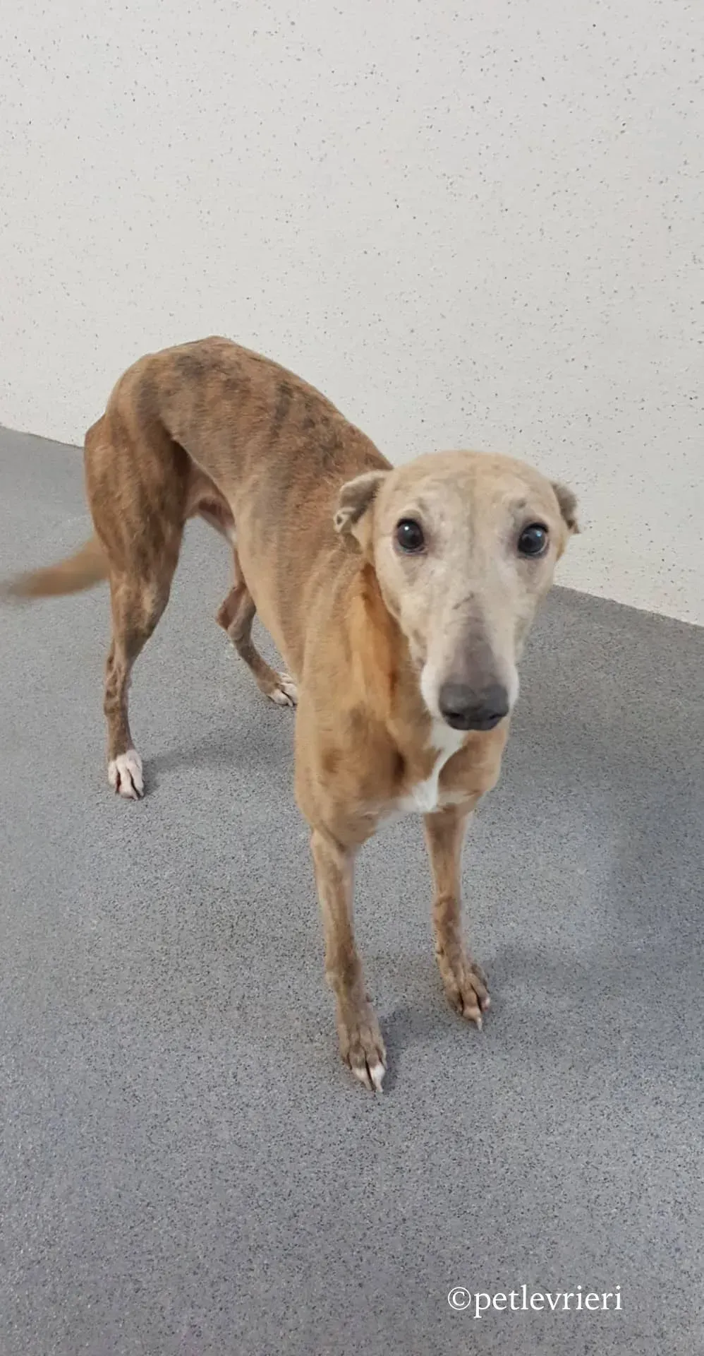 rico adozione levrieri greyhound 1