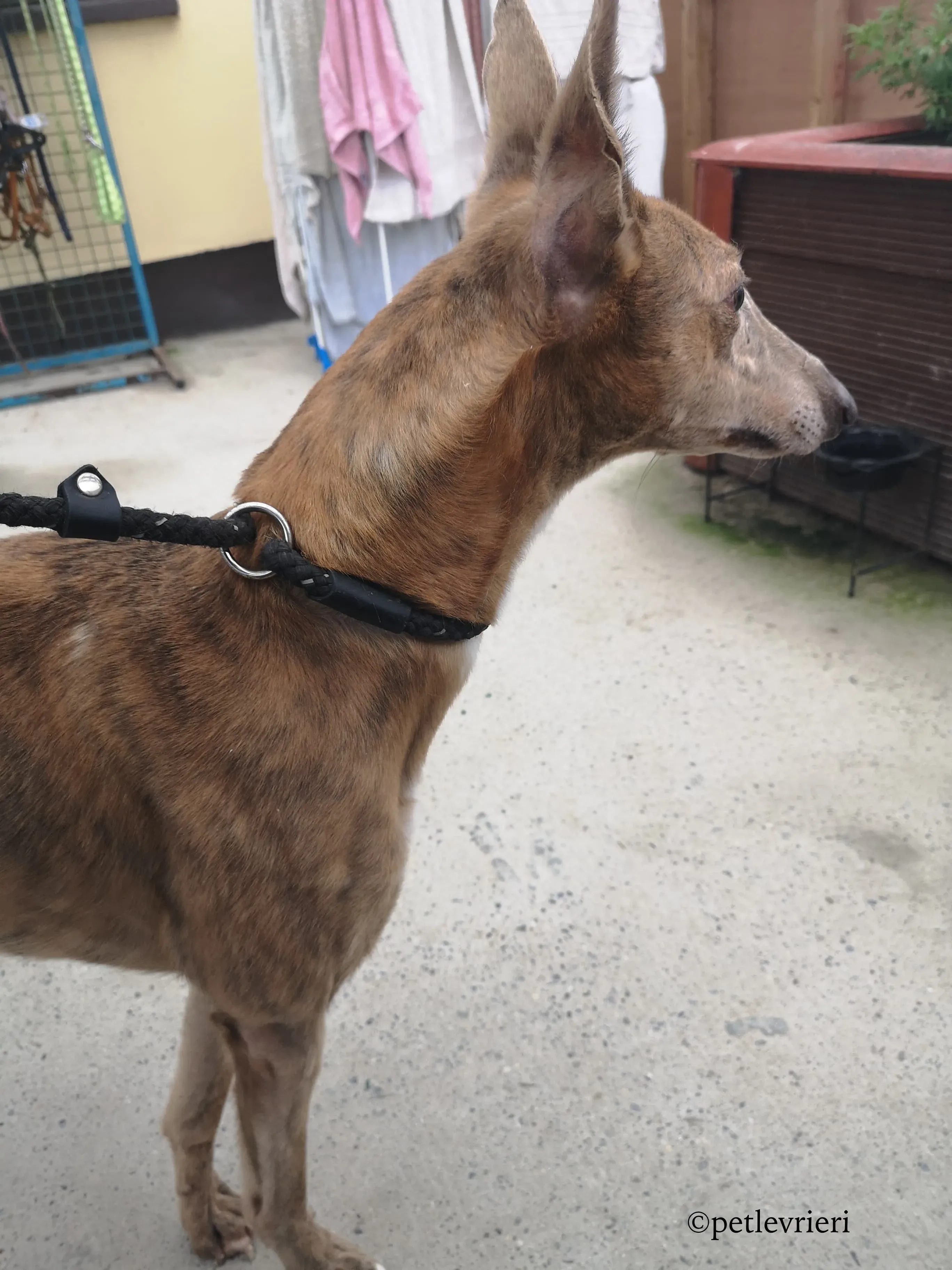 rico adozione levrieri greyhound 2 1