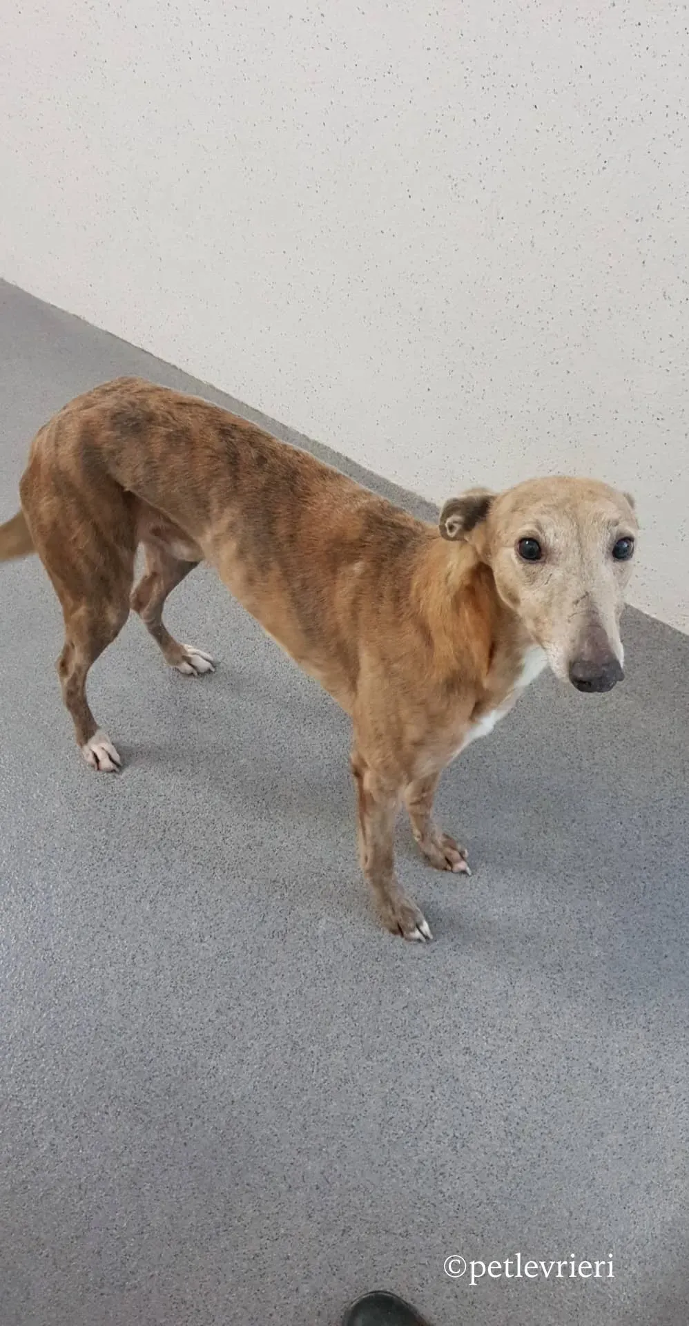 rico adozione levrieri greyhound 2