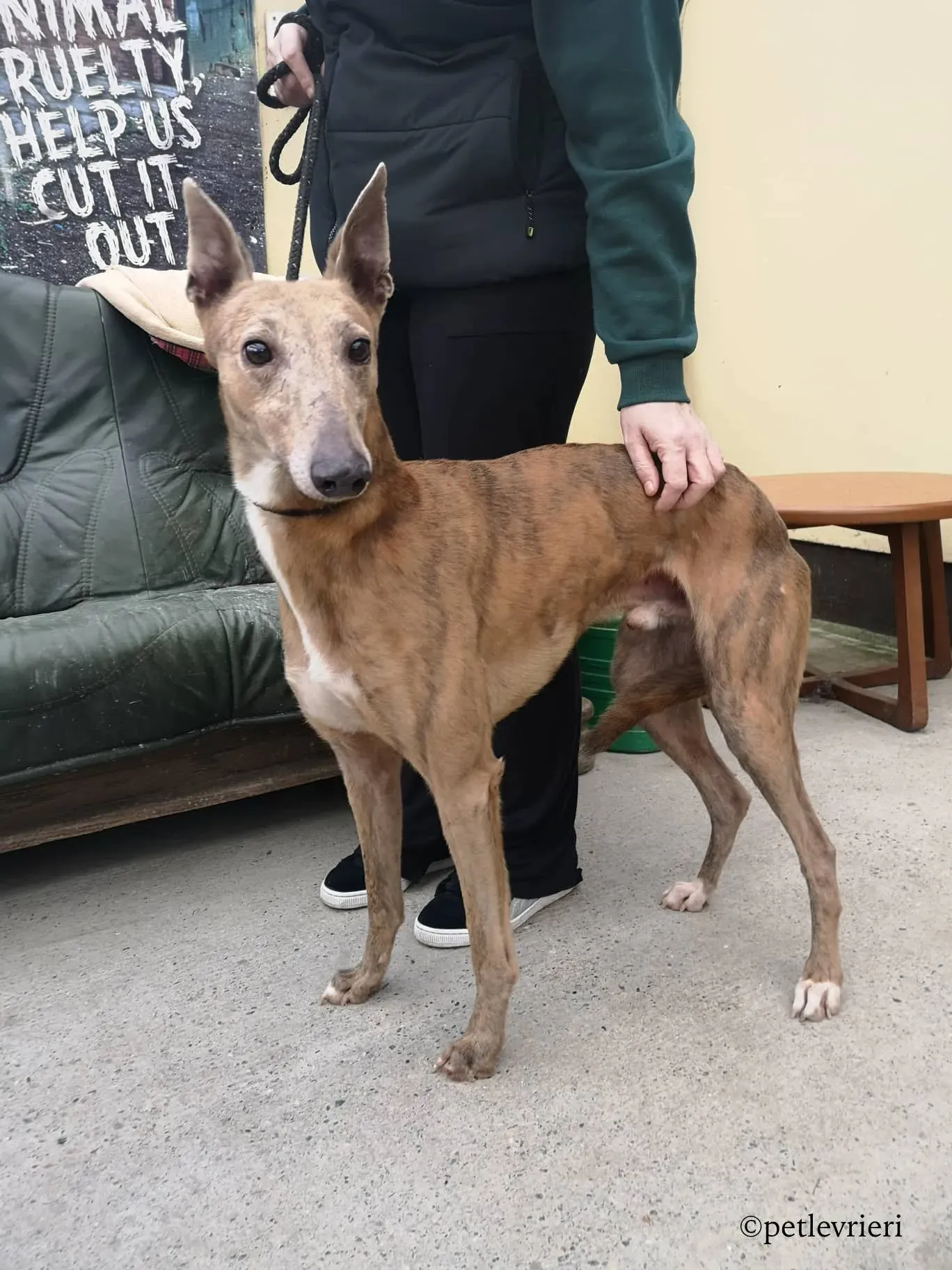 rico adozione levrieri greyhound 3 1