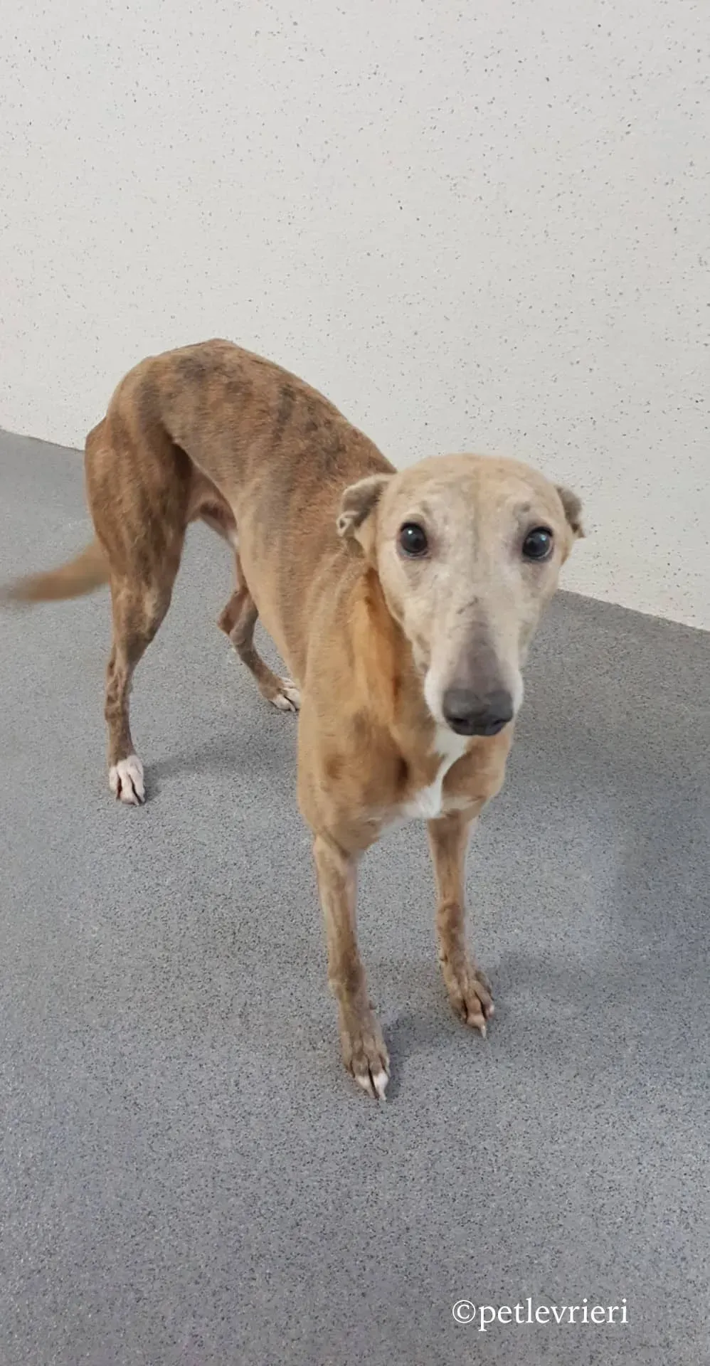 rico adozione levrieri greyhound 3