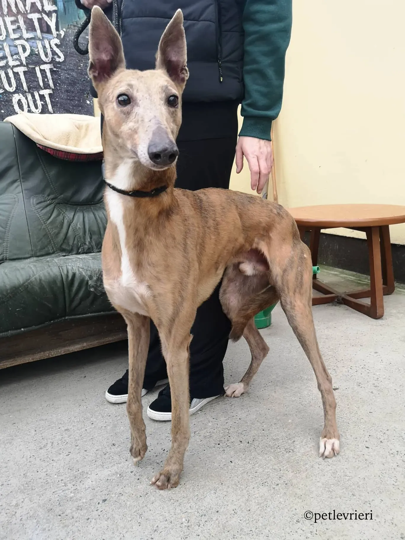 rico adozione levrieri greyhound 4 1