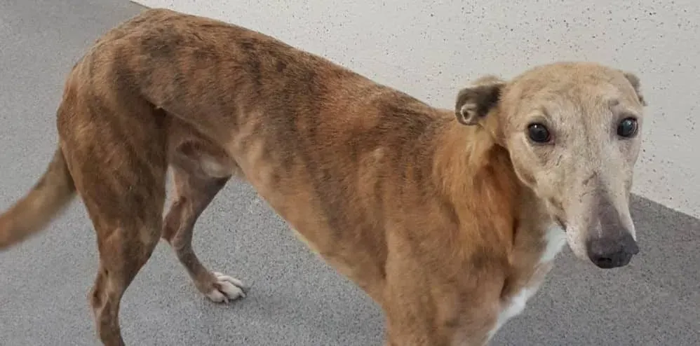 rico adozione levrieri greyhound 4 e1546510465102