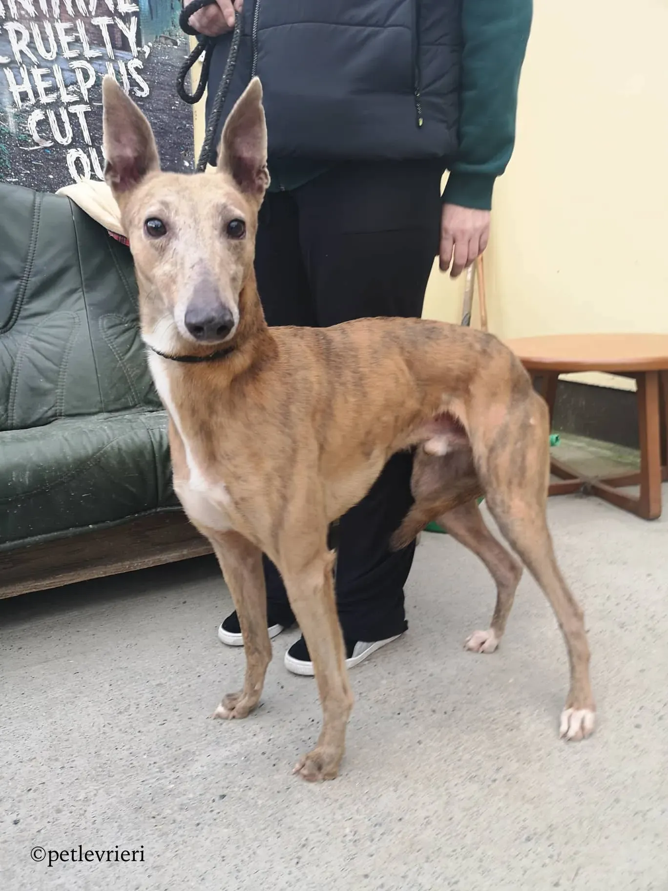 rico adozione levrieri greyhound 5