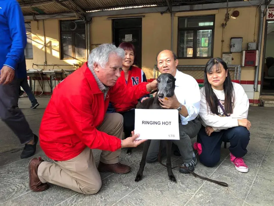 ringing hot adozione greyhound macao