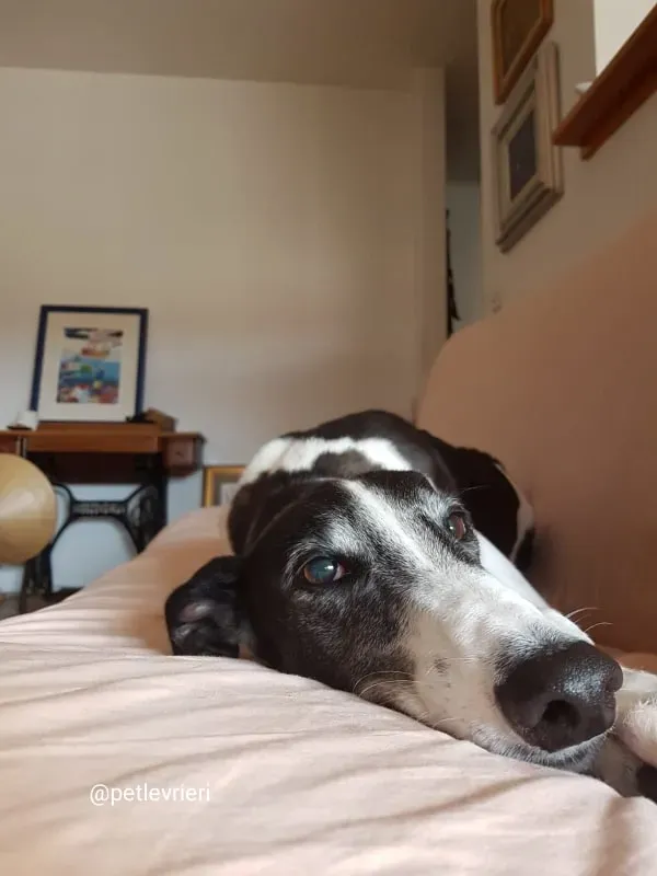 rio adozione greyhound macao 1